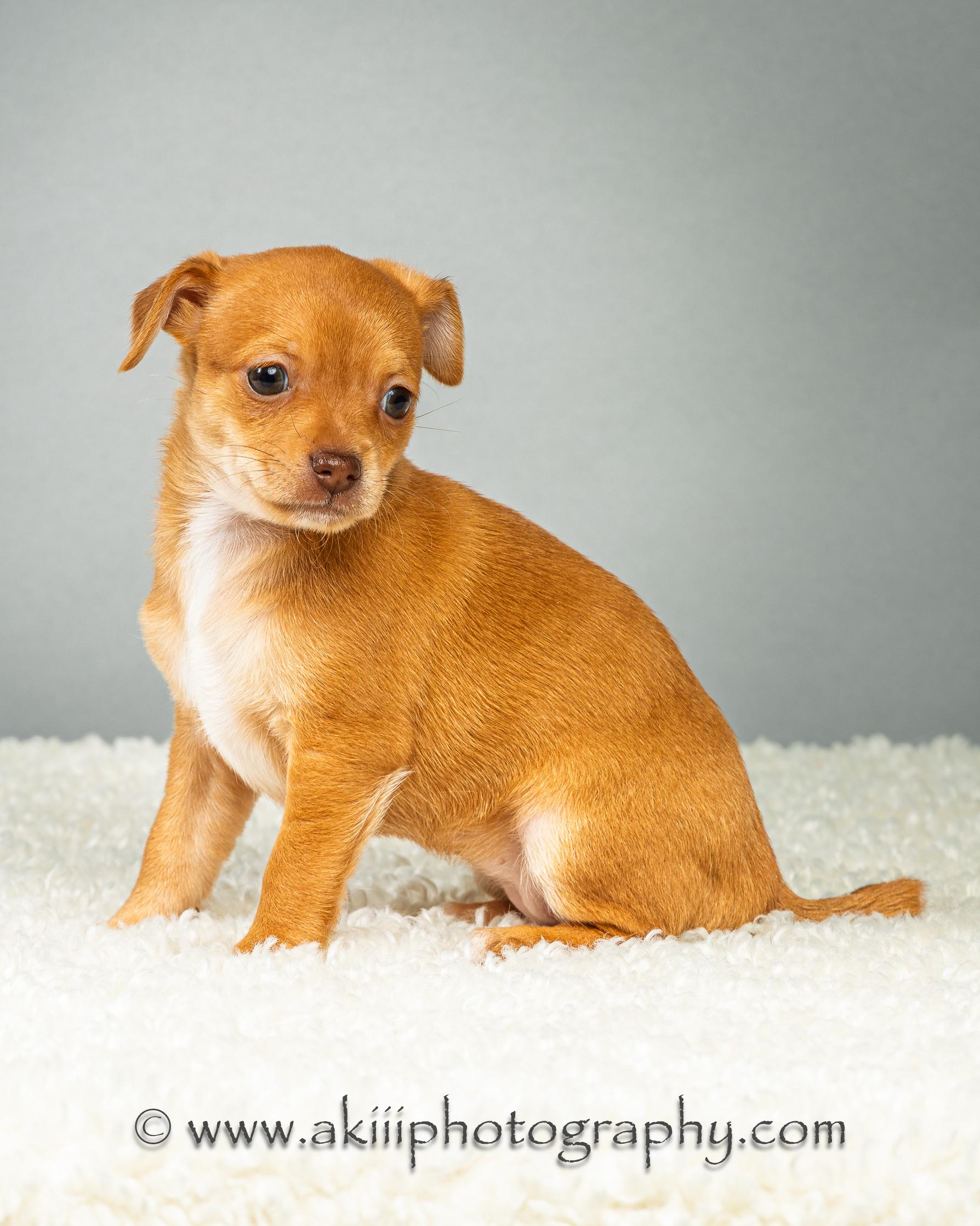 Daisy - Puppy - Coming Late August, a ADOPTABLE Chihuahua in Plano, TX image 5/6