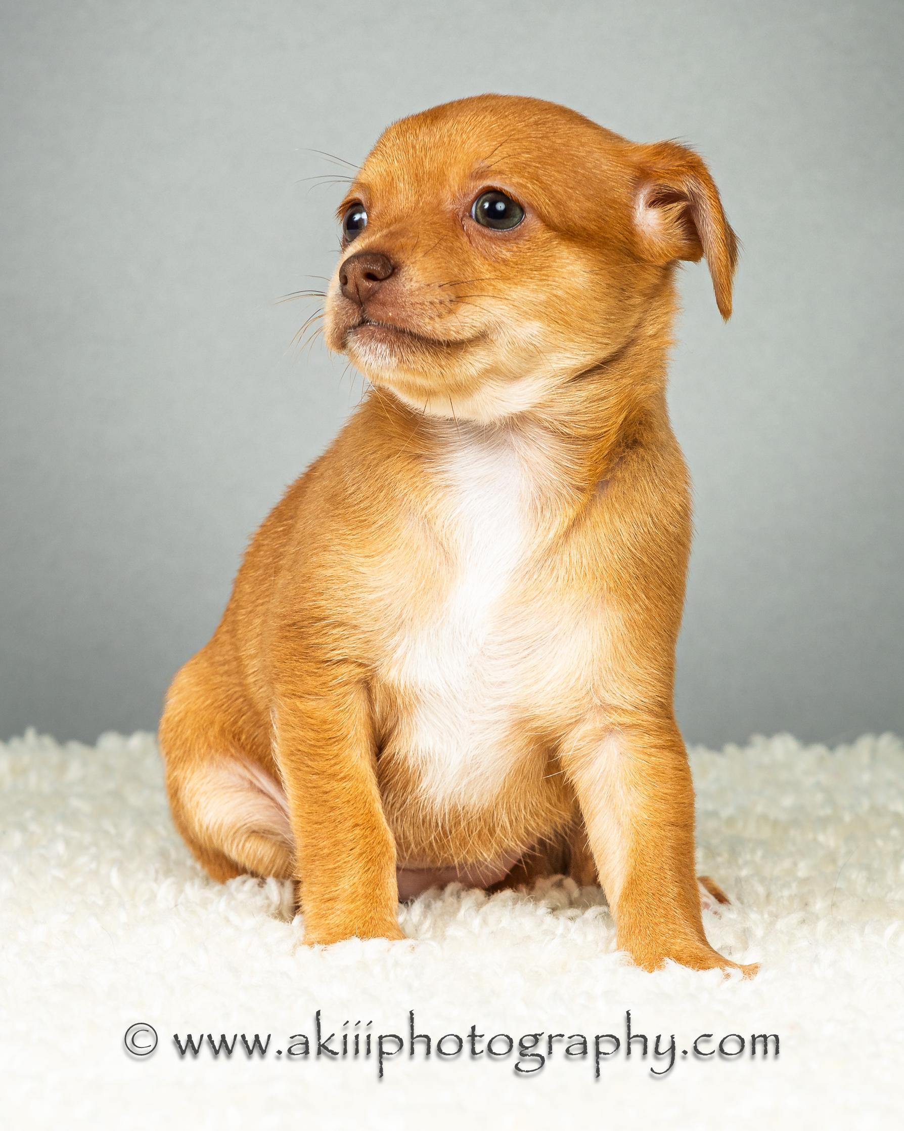 Daisy - Puppy - Coming Late August, a ADOPTABLE Chihuahua in Plano, TX image 4/6