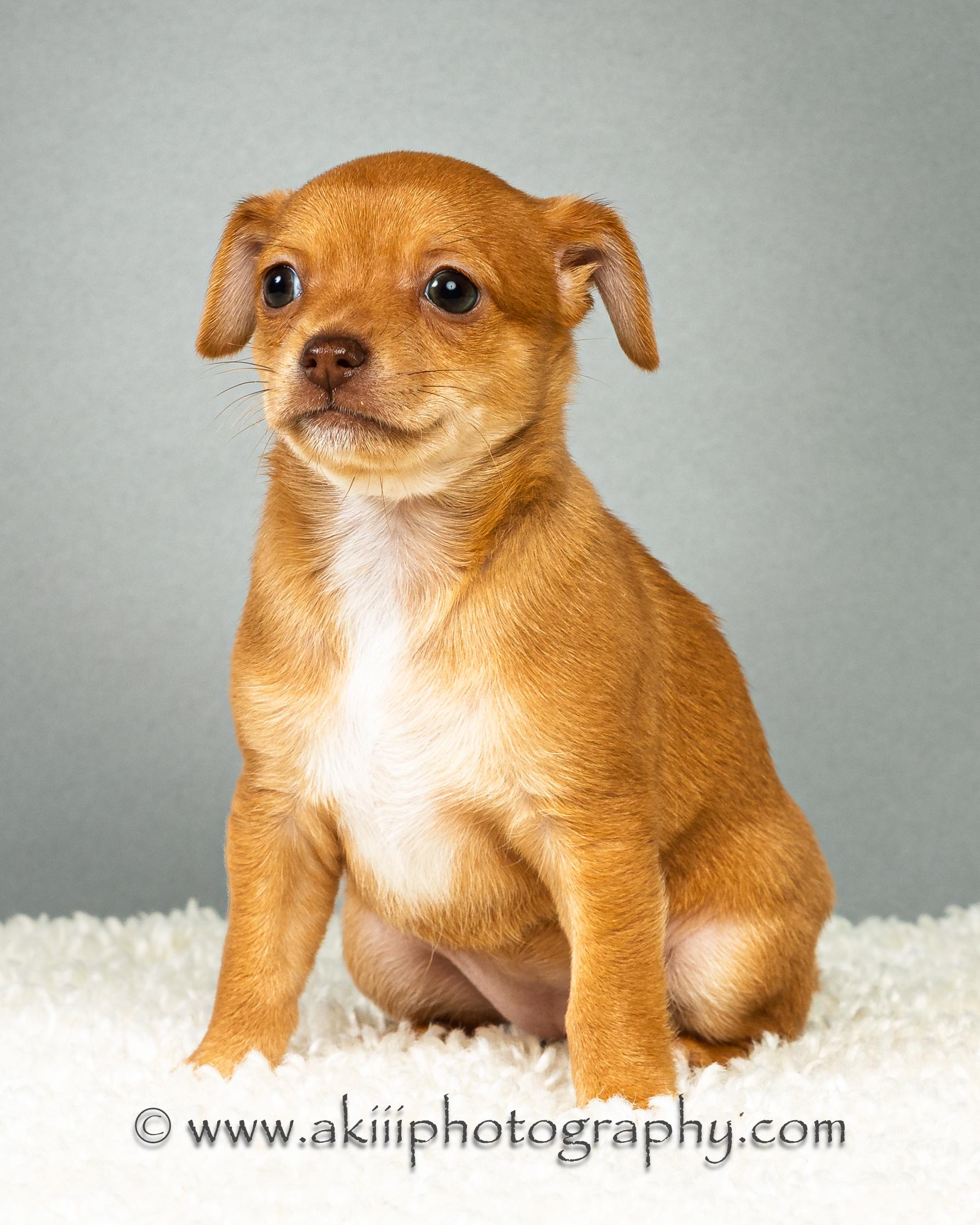 Daisy - Puppy - Coming Late August, ADOPTABLE, Puppy Female Chihuahua.