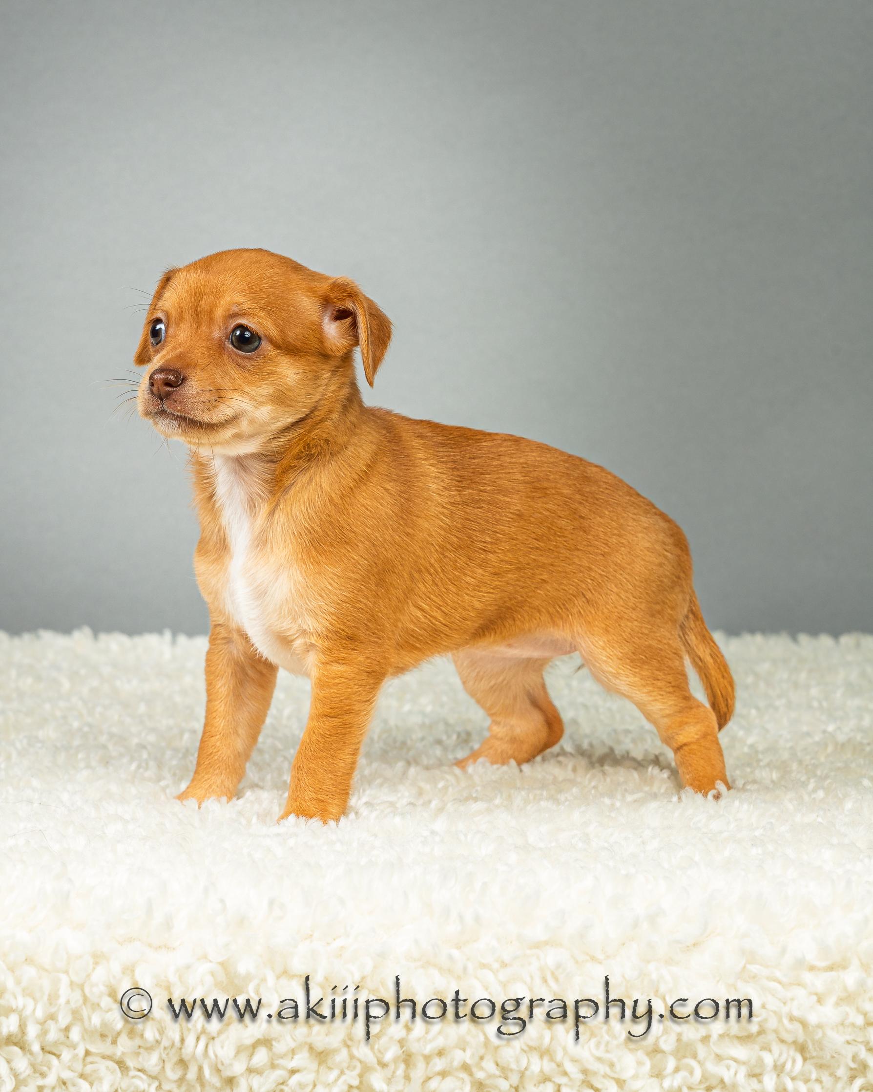 Daisy - Puppy - Coming Late August, a ADOPTABLE Chihuahua in Plano, TX image 3/6