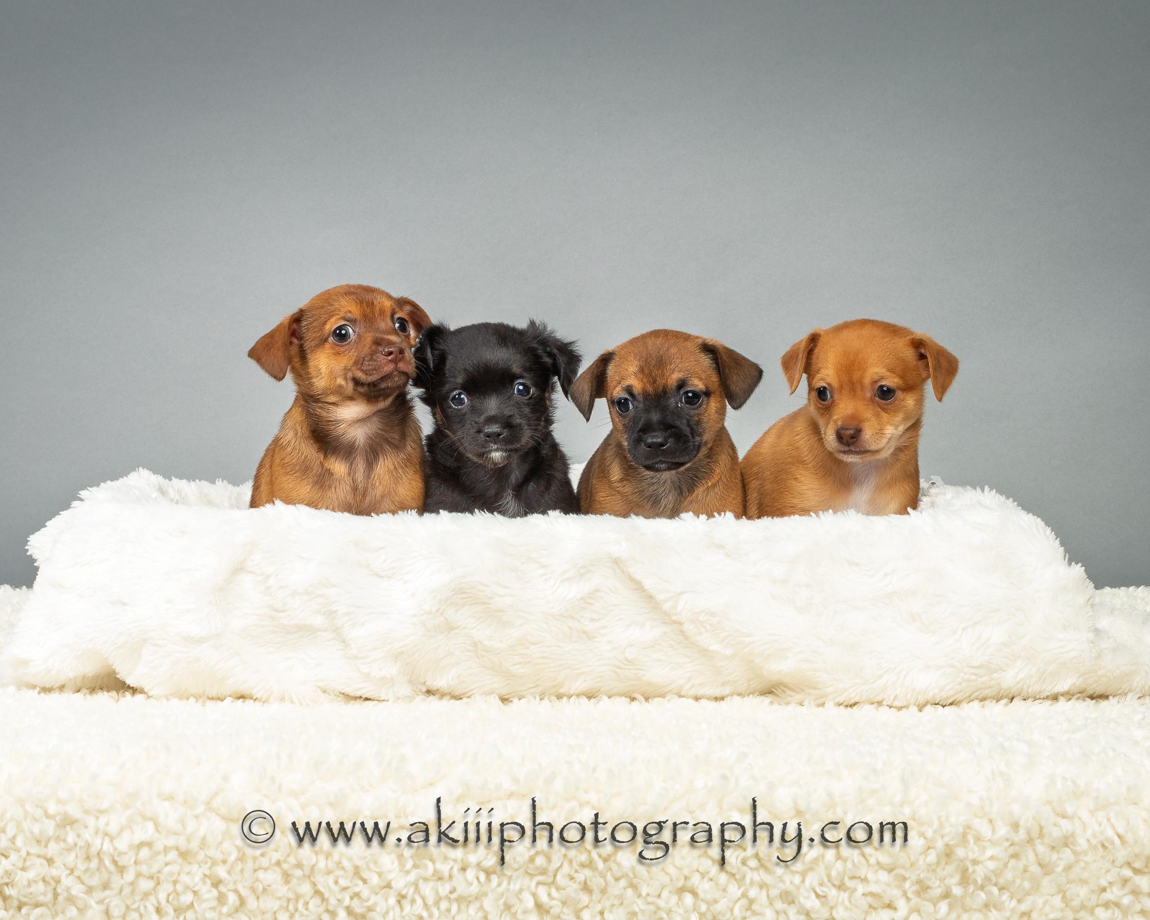 Daisy - Puppy - Coming Late August, a ADOPTABLE Chihuahua in Plano, TX image 6/6