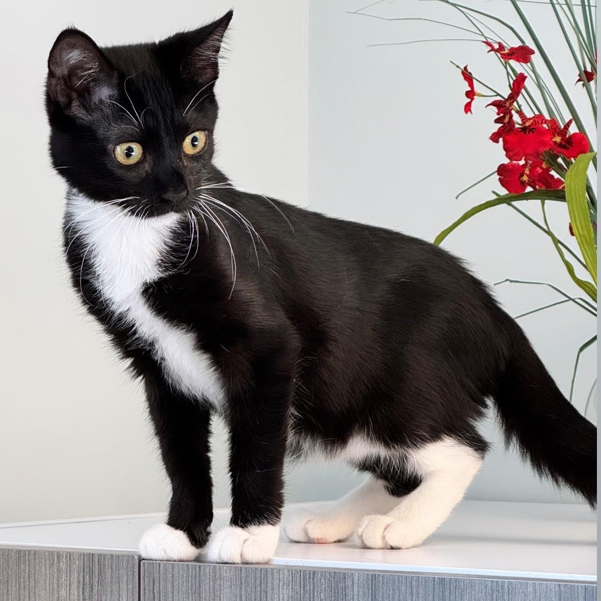 Jessica, ADOPTABLE, Young Female Domestic Short Hair.