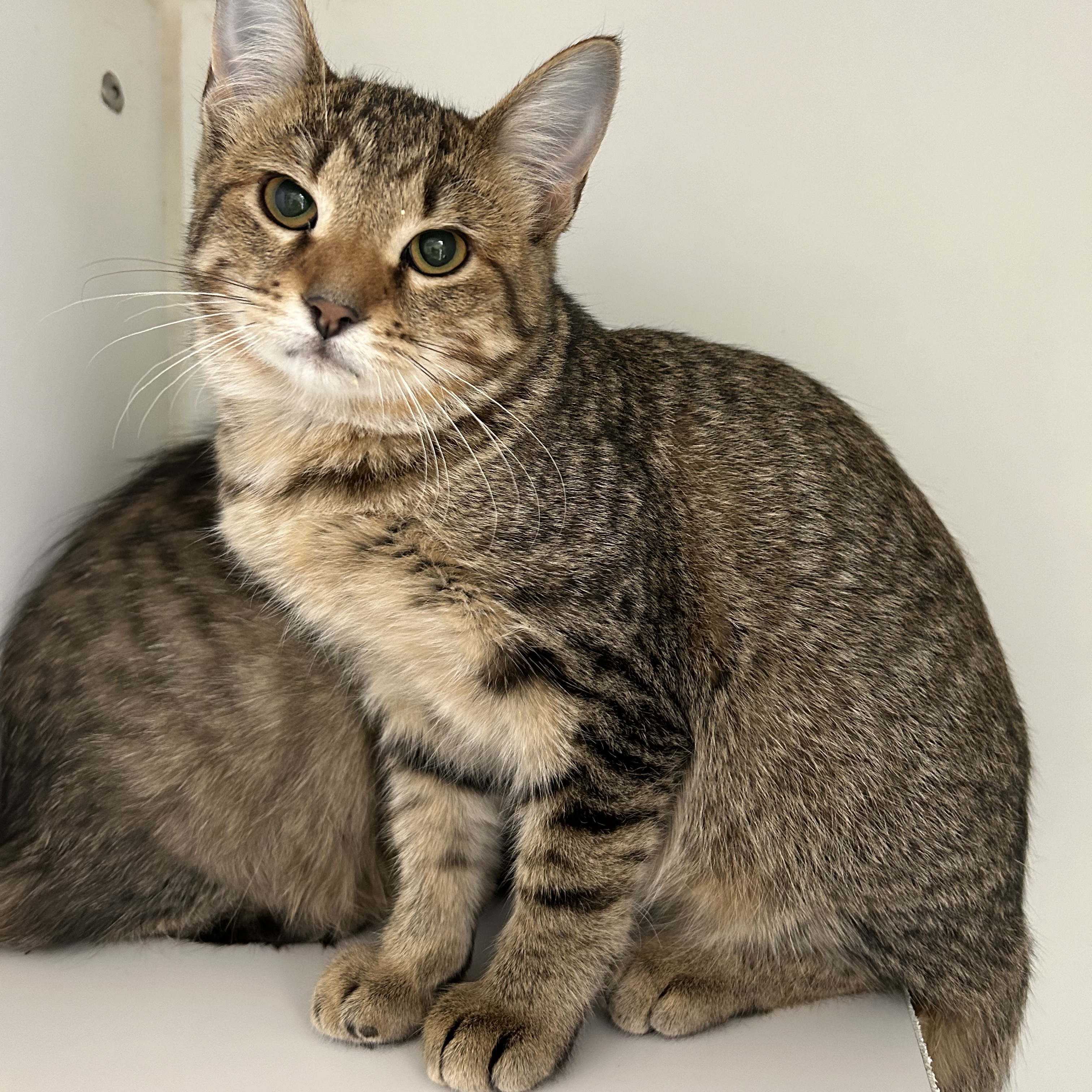 Yvonne & Willow, adoptable, Young Female Domestic Short Hair.