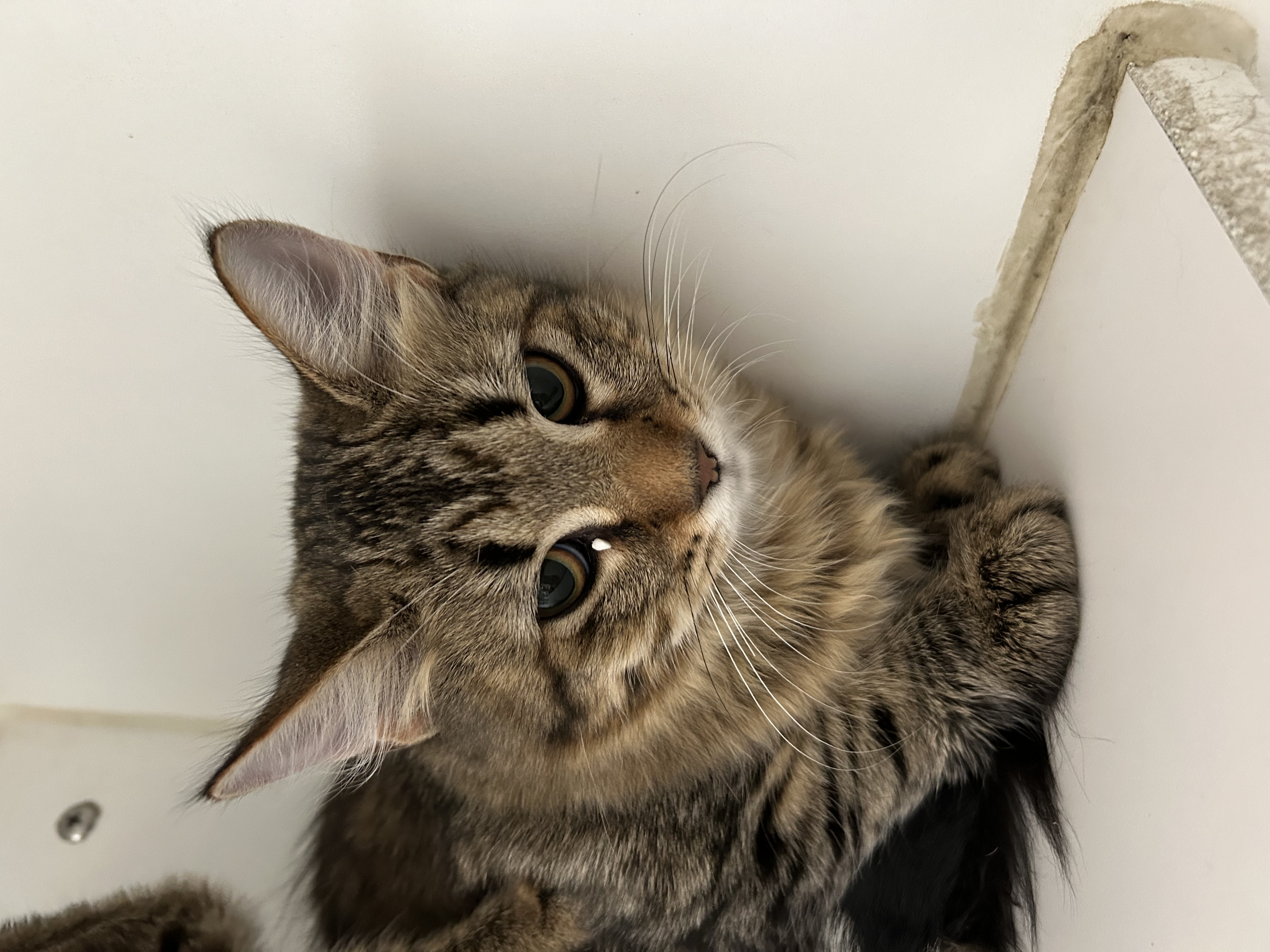 Enlarge Yvonne & Willow, an adoptable Domestic Short Hair in La Grange Park, IL image 2/6