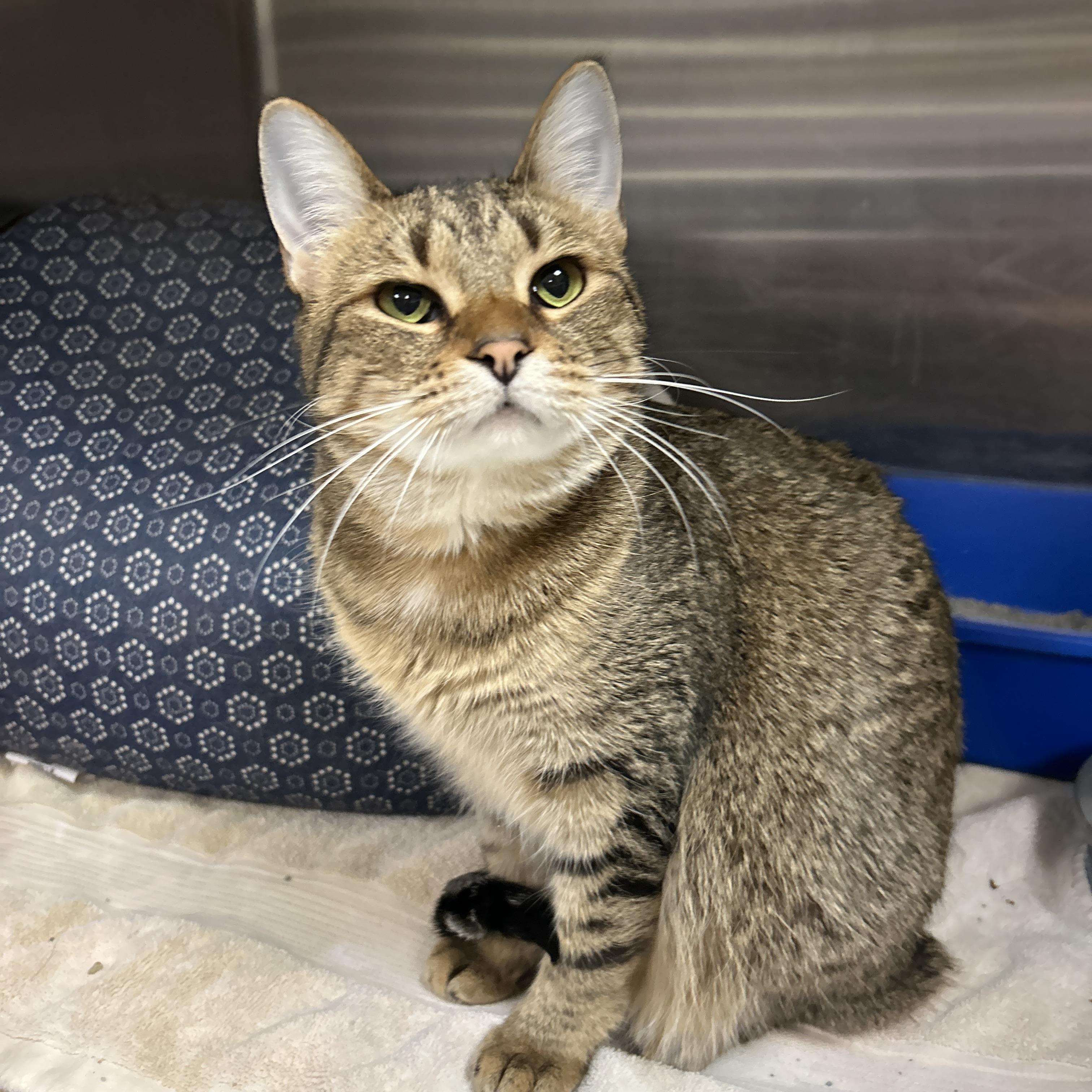 Enlarge Yvonne & Willow, an adoptable Domestic Short Hair in La Grange Park, IL image 6/6