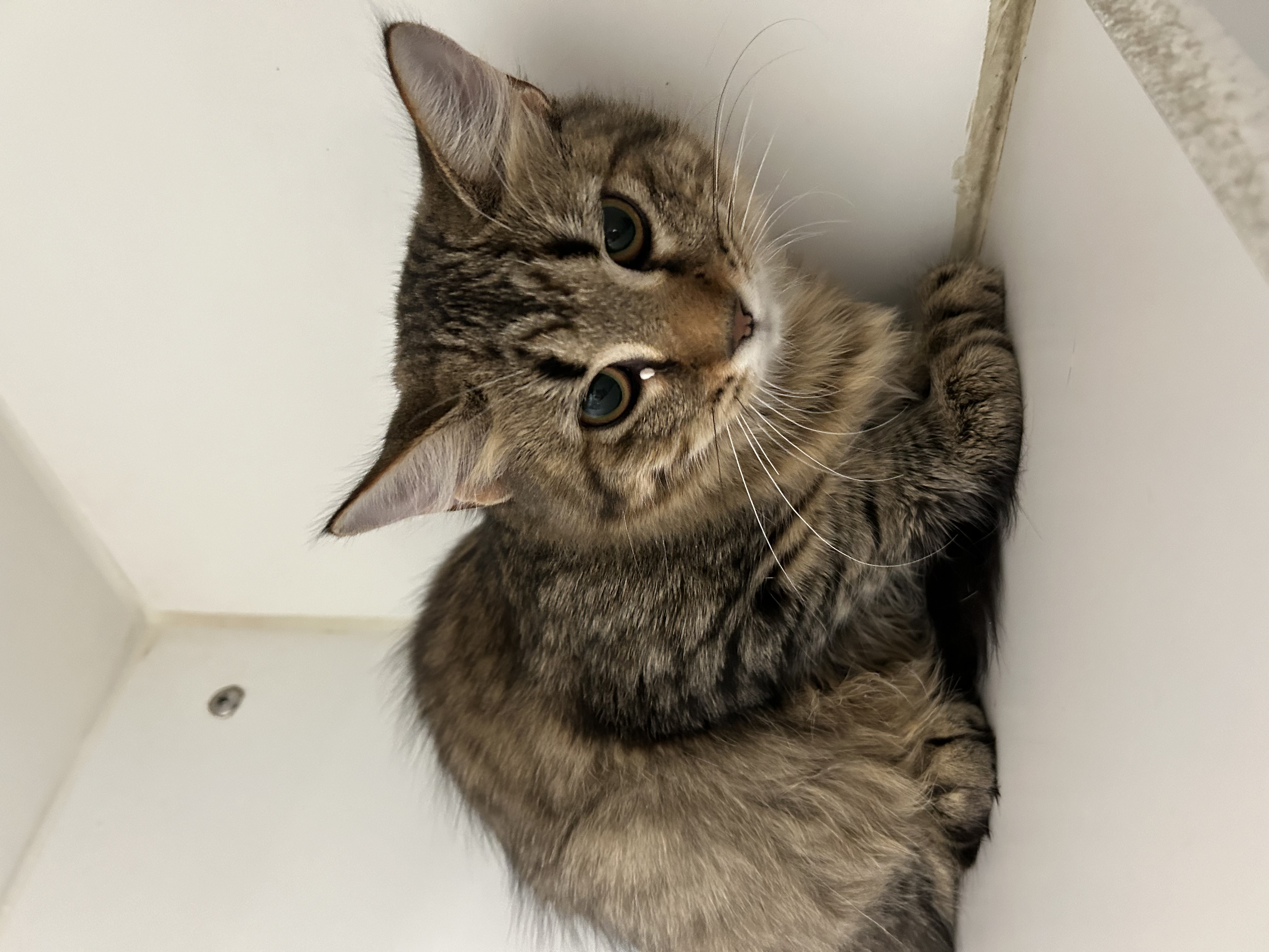 Enlarge Yvonne & Willow, an adoptable Domestic Short Hair in La Grange Park, IL image 3/6