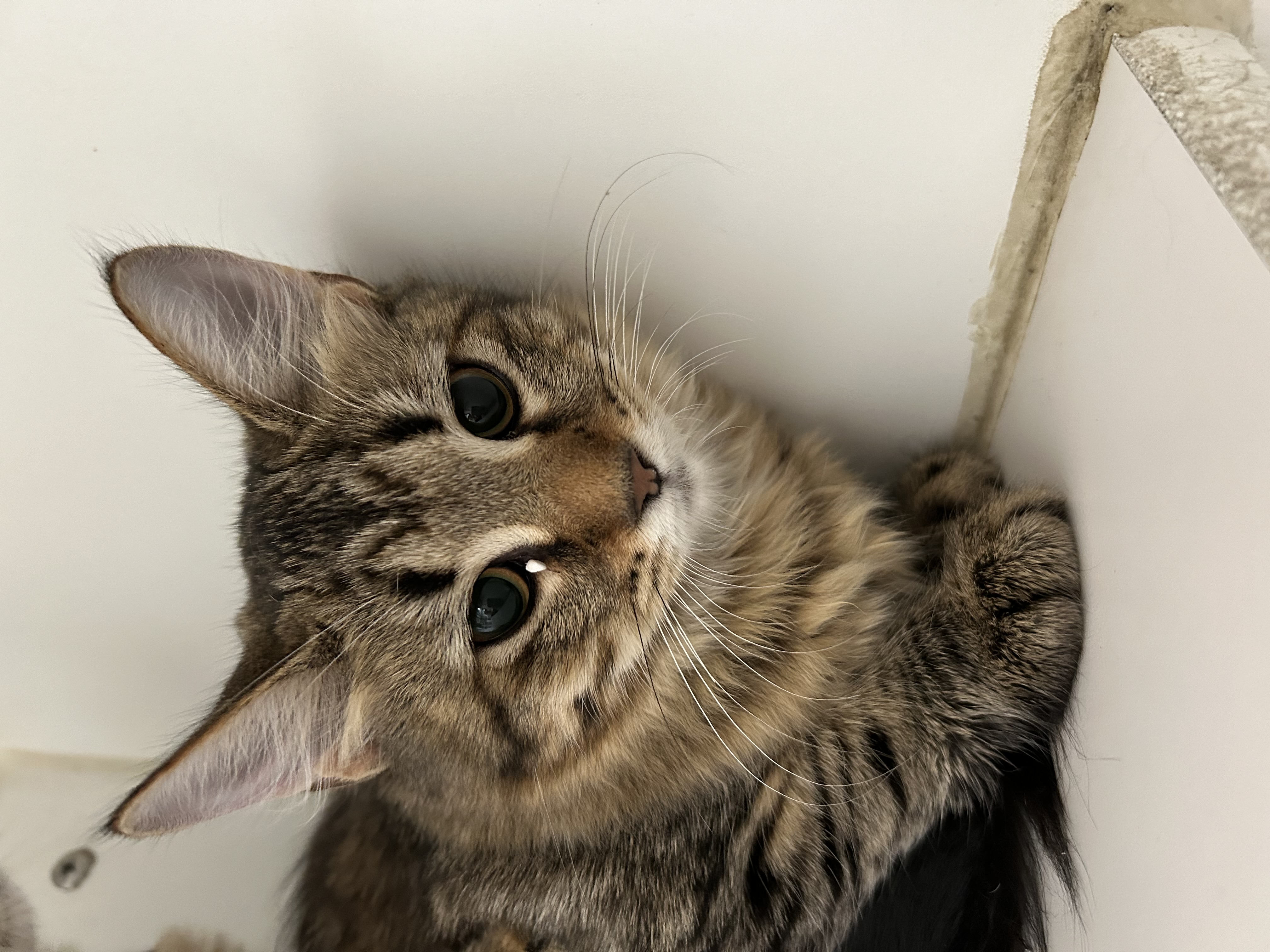 Enlarge Yvonne & Willow, an adoptable Domestic Short Hair in La Grange Park, IL image 4/6