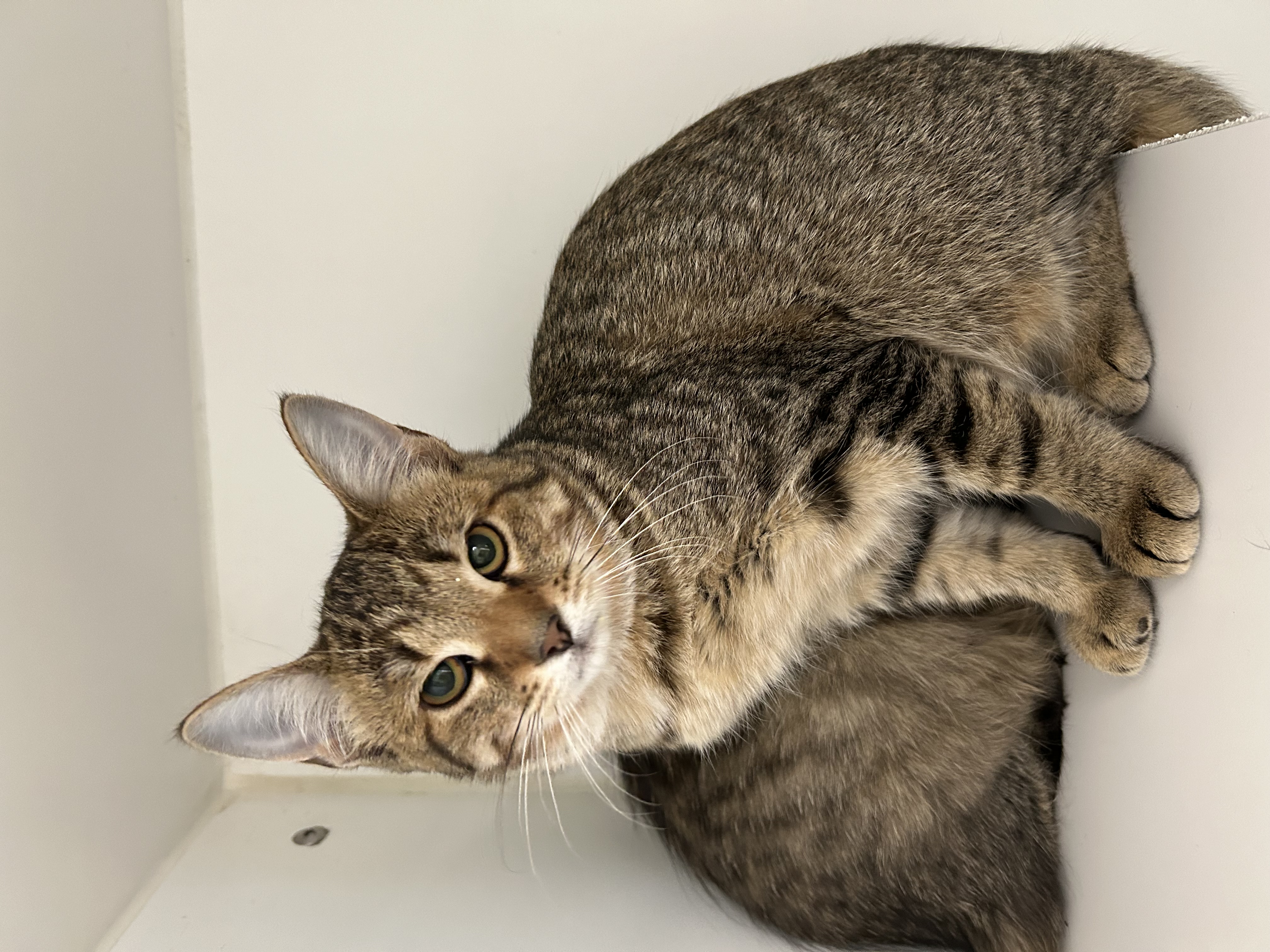 Enlarge Yvonne & Willow, an adoptable Domestic Short Hair in La Grange Park, IL image 5/6