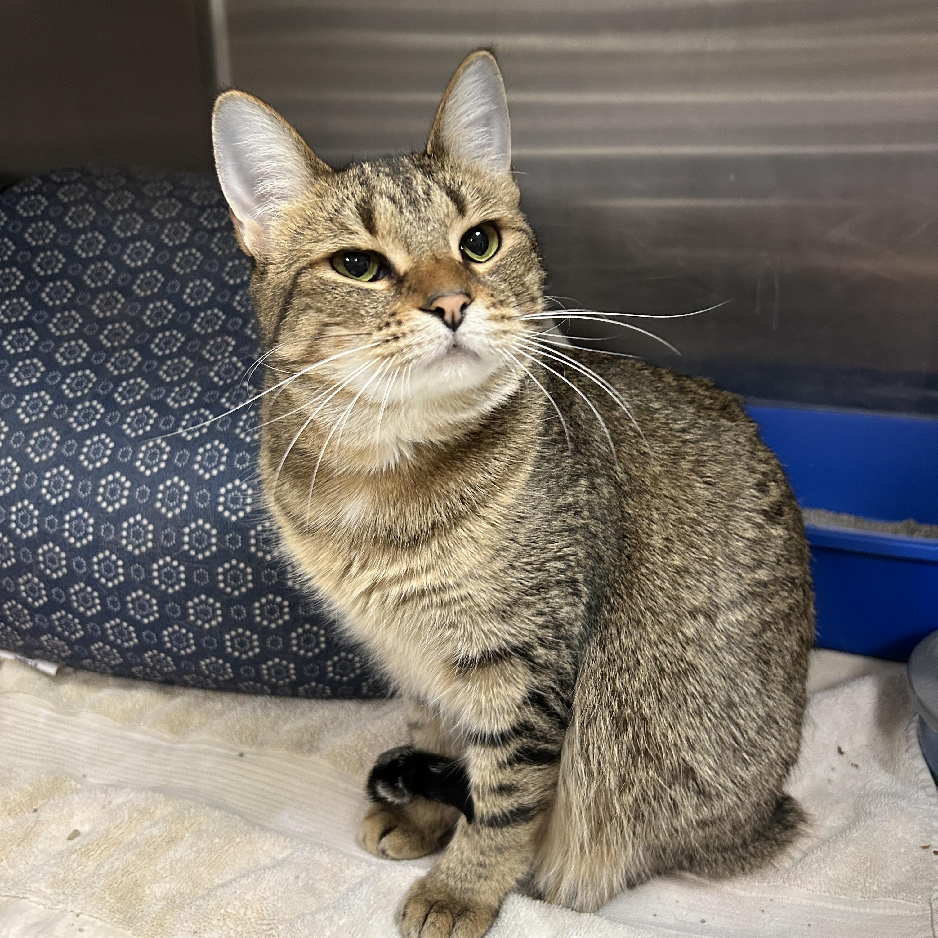 Enlarge Yvonne & Willow, an adoptable Domestic Short Hair in La Grange Park, IL image 5/6
