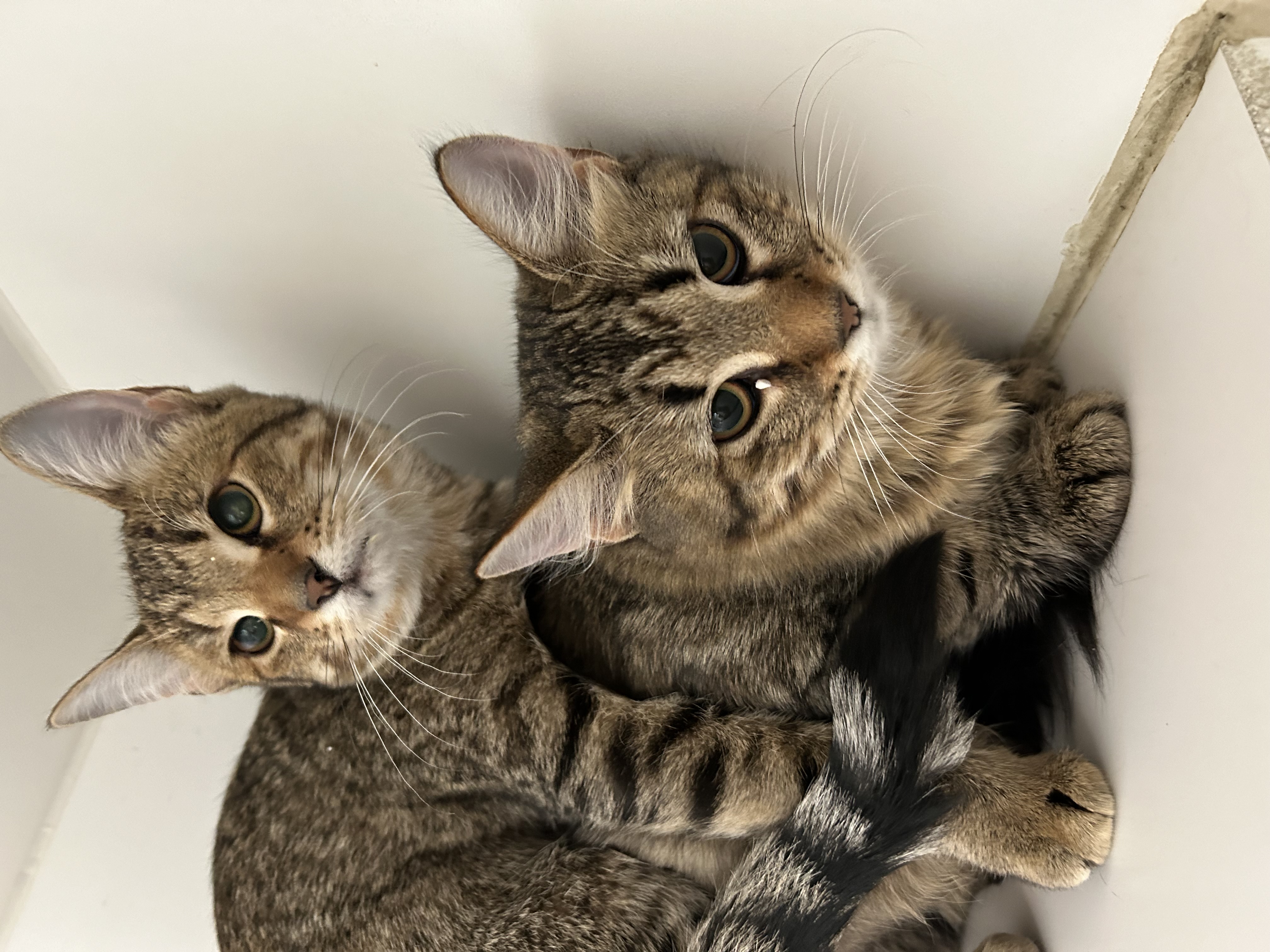 Enlarge Yvonne & Willow, an adoptable Domestic Short Hair in La Grange Park, IL image 6/6