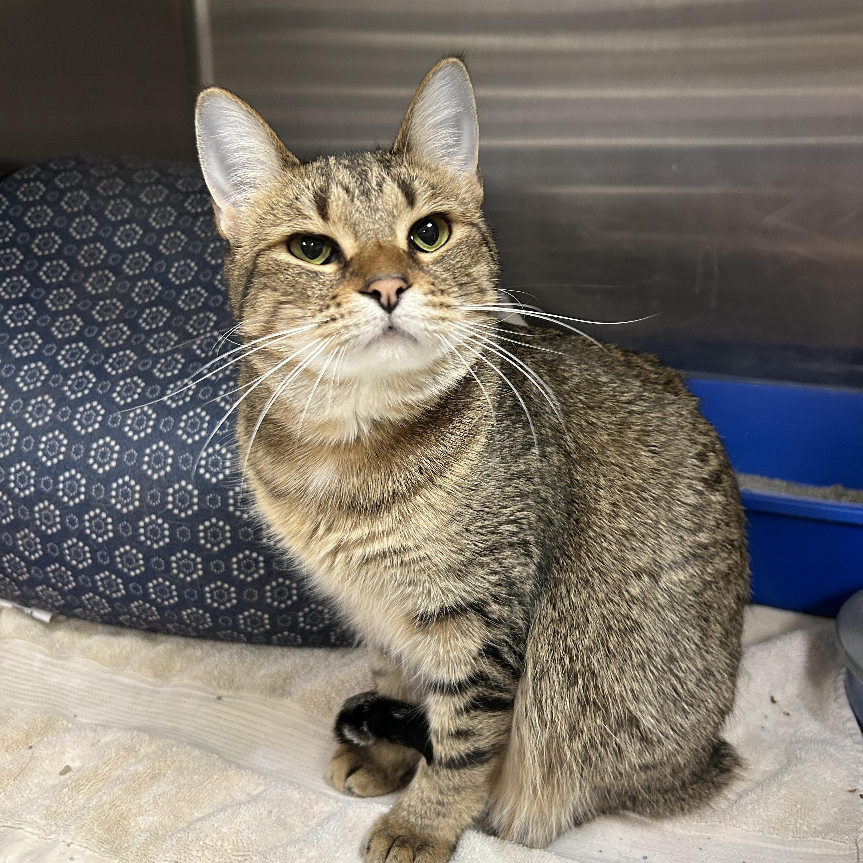 Yvonne & Willow, adoptable, Young Female Domestic Short Hair.