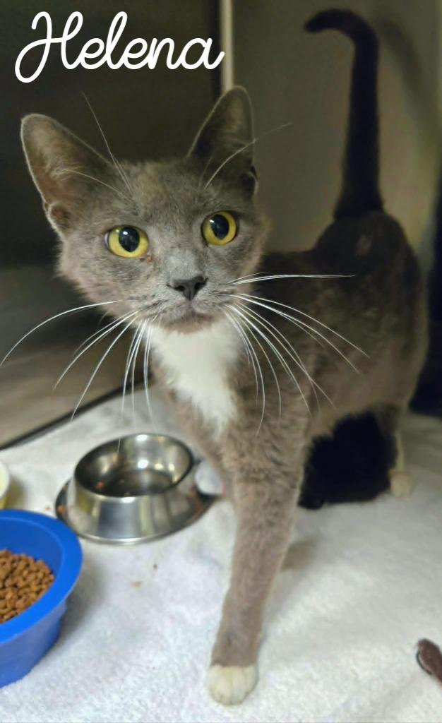 Enlarge Helena, a Adoptable mixed breed in Blountville, TN image 1/2