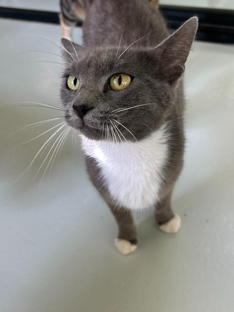 Enlarge Helena, a Adoptable mixed breed in Blountville, TN image 2/2