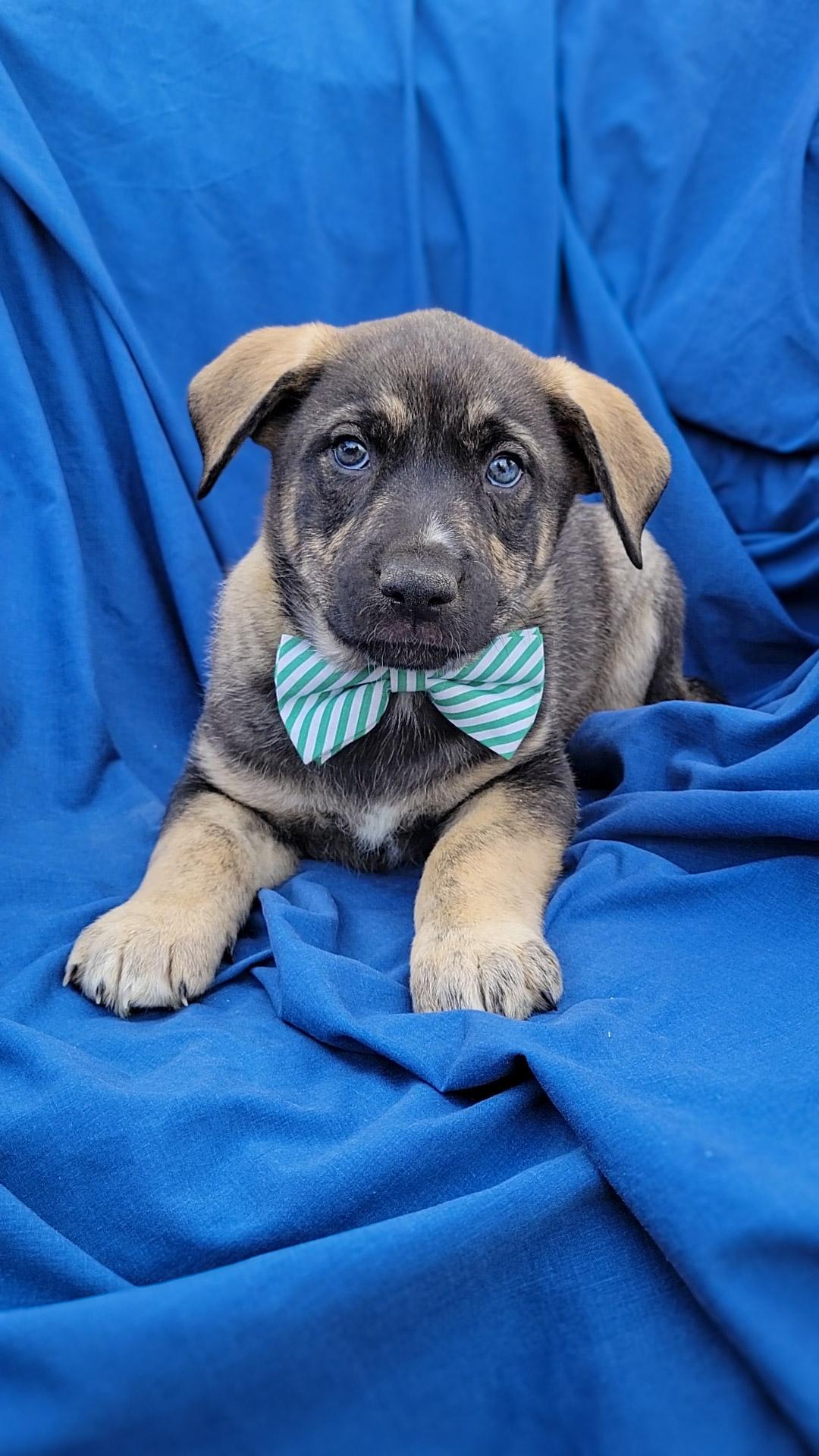 Enlarge Cassian, a ADOPTABLE mixed breed in Temecula, CA image 2/3