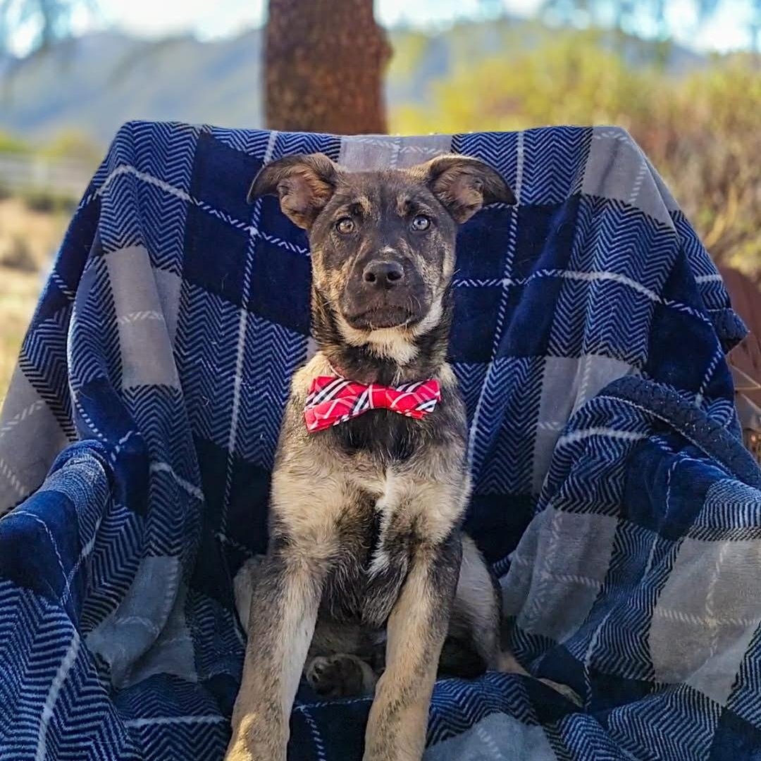 Enlarge Cassian, a ADOPTABLE mixed breed in Temecula, CA image 1/3