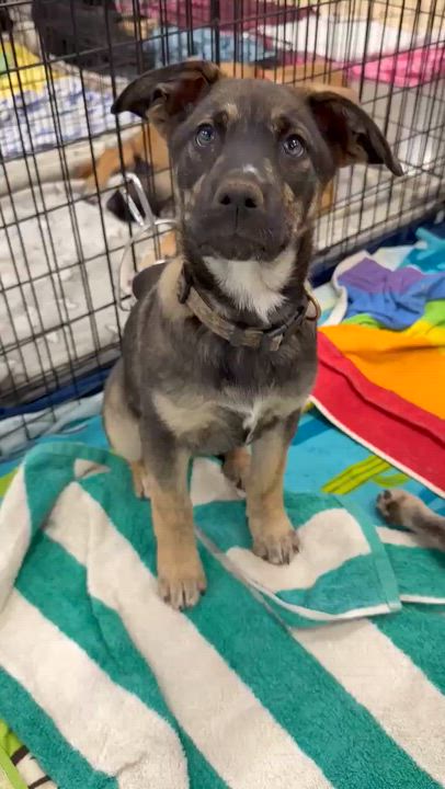 Enlarge Cassian, a ADOPTABLE mixed breed in Temecula, CA video 3/3