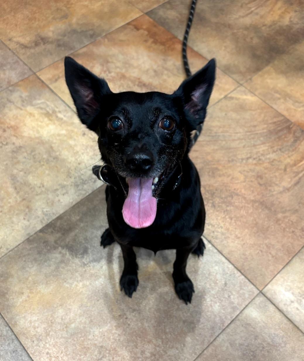 Enlarge 105 Mortey, a ADOPTABLE mixed breed in Pawtucket, RI image 1/1