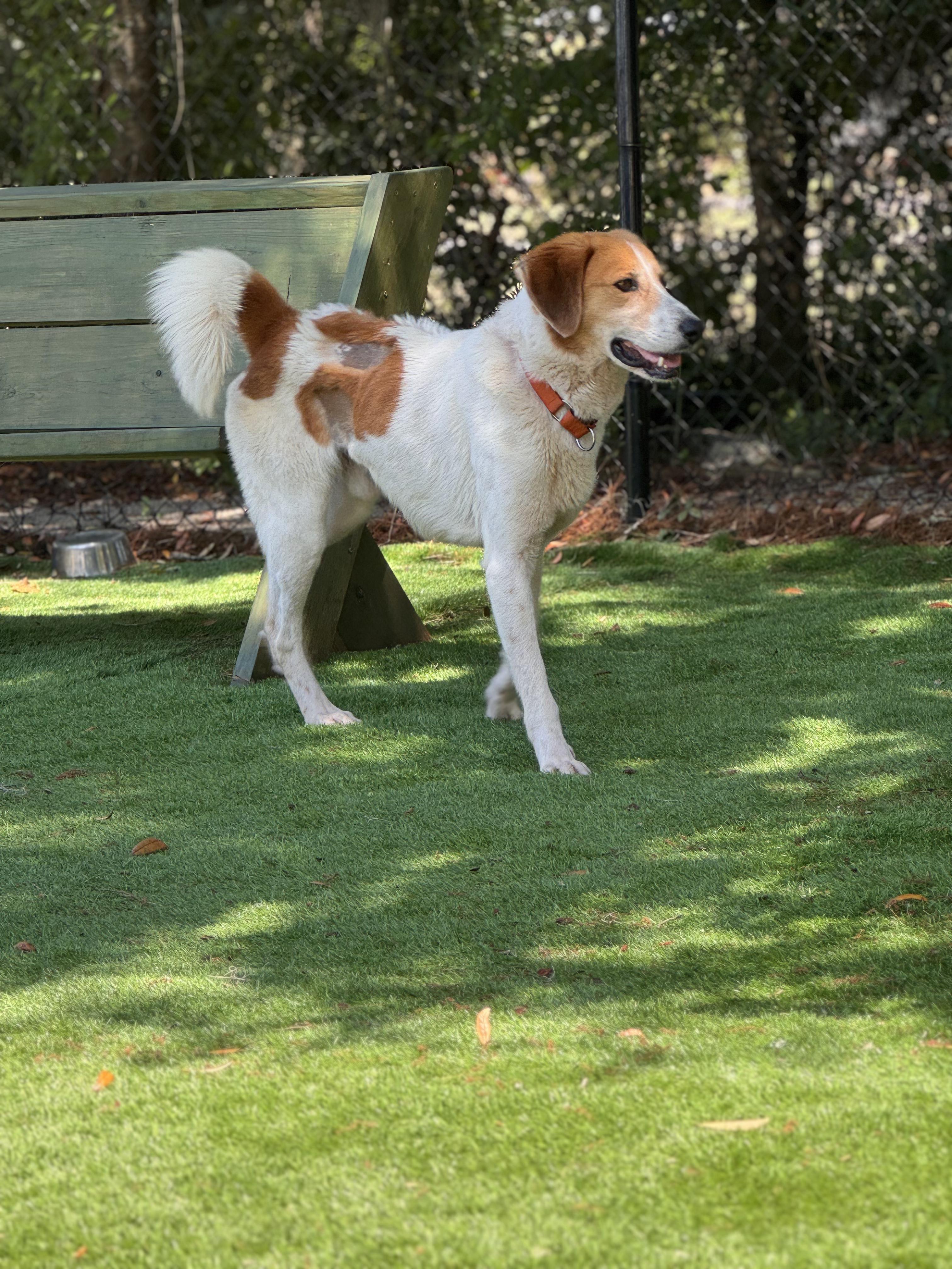 Enlarge Dunkin, an adoptable mixed breed in Pawleys Island, SC image 2/3
