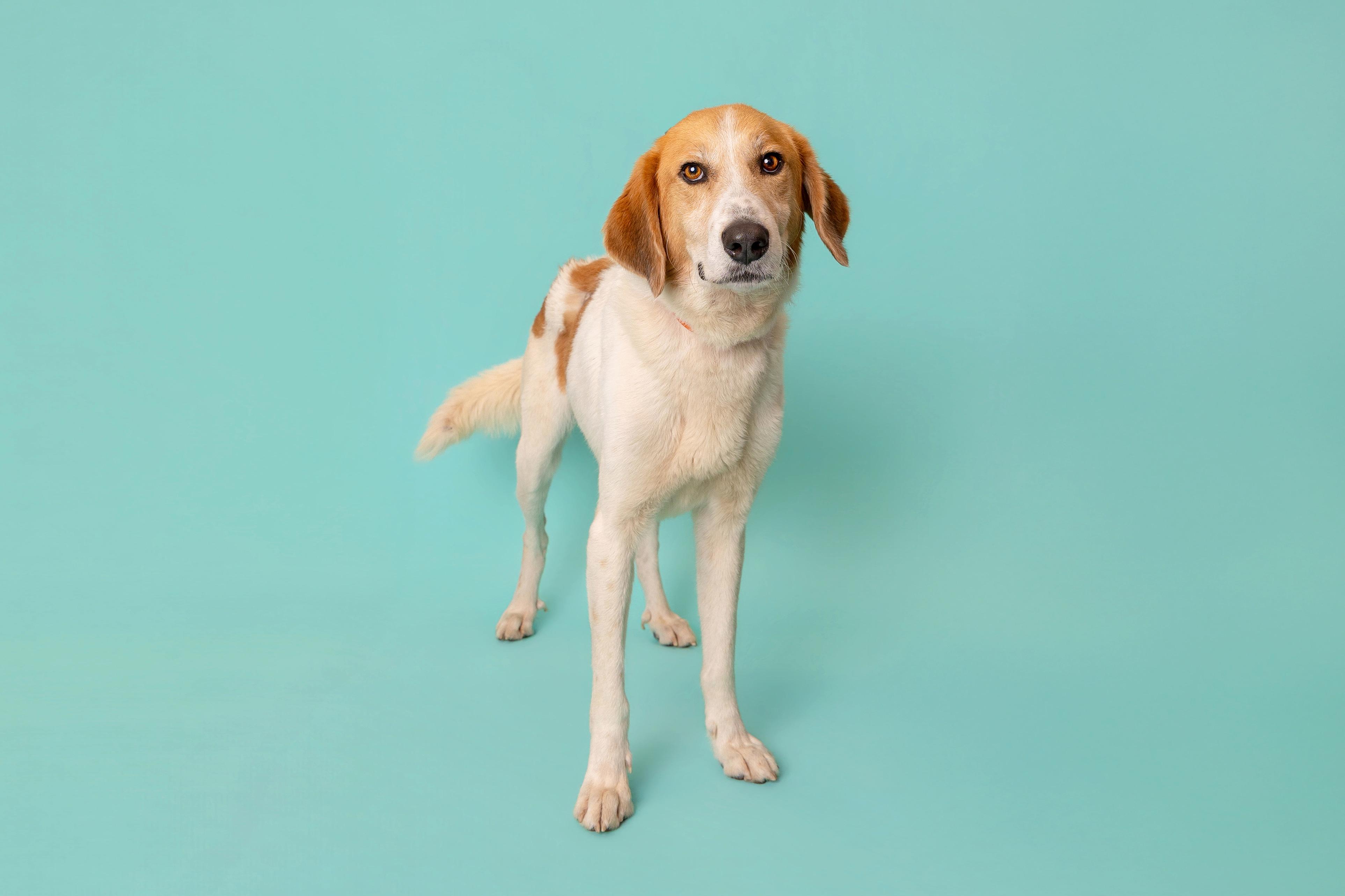 Enlarge Dunkin, an adoptable mixed breed in Pawleys Island, SC image 3/3
