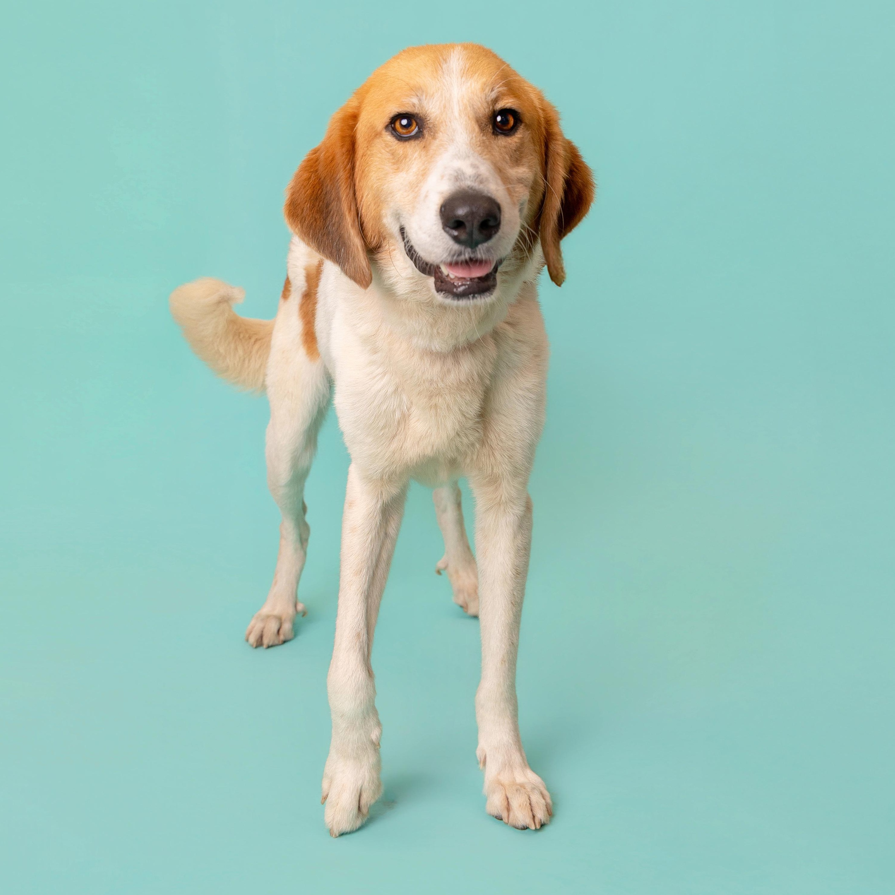 Dunkin, adoptable, Adult Male Retriever.