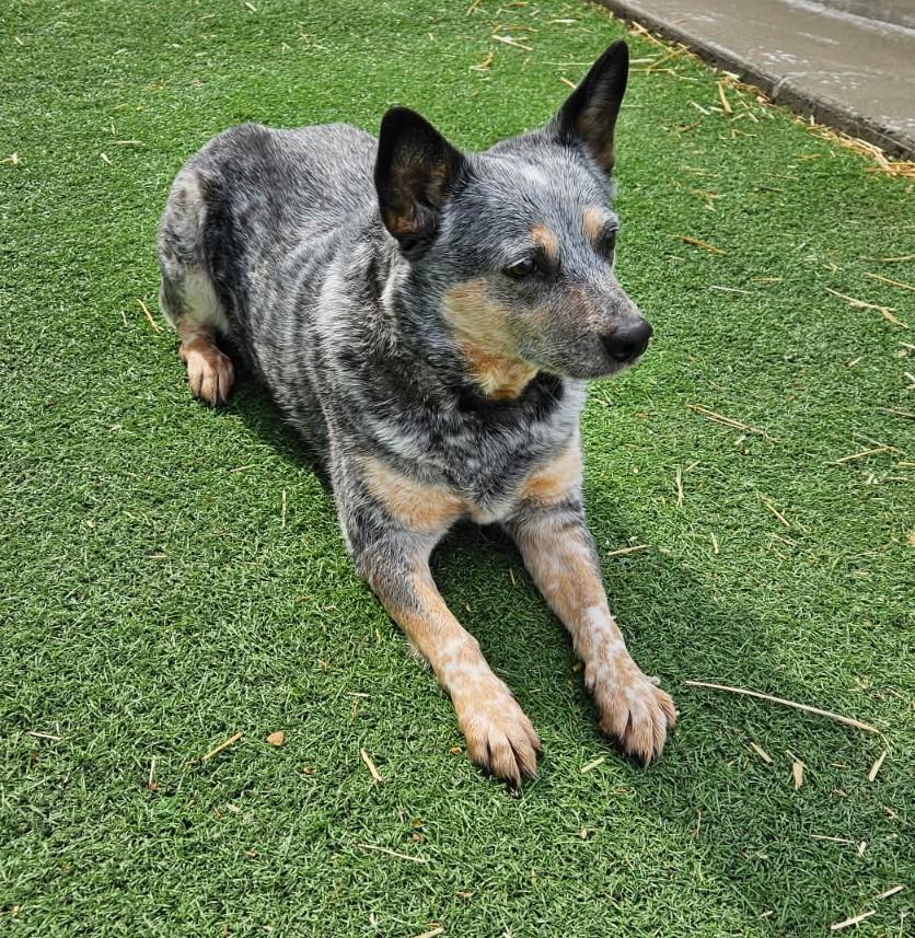 Princess, ADOPTABLE, Adult Female Australian Shepherd.