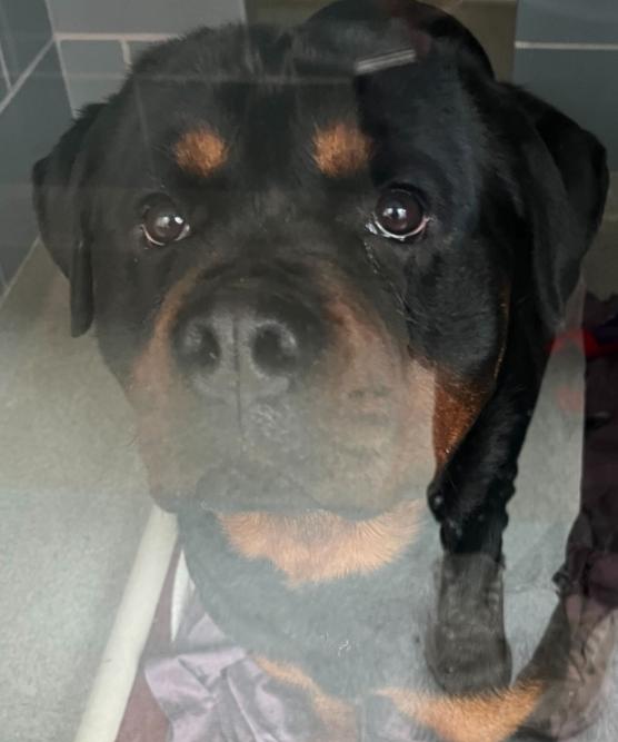 Enlarge Kaelin, a ADOPTABLE Rottweiler in Palatine, IL image 1/1