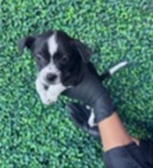 Enlarge Michelangelo, a Adoptable mixed breed in Thompson Falls, MT image 1/1