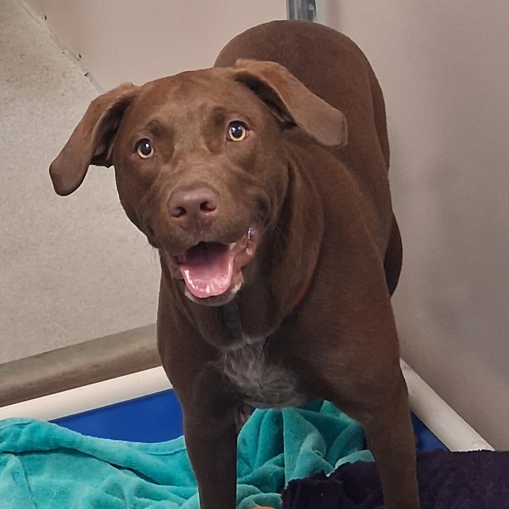 Enlarge Mila, a Adoptable mixed breed in Murray, UT image 1/2