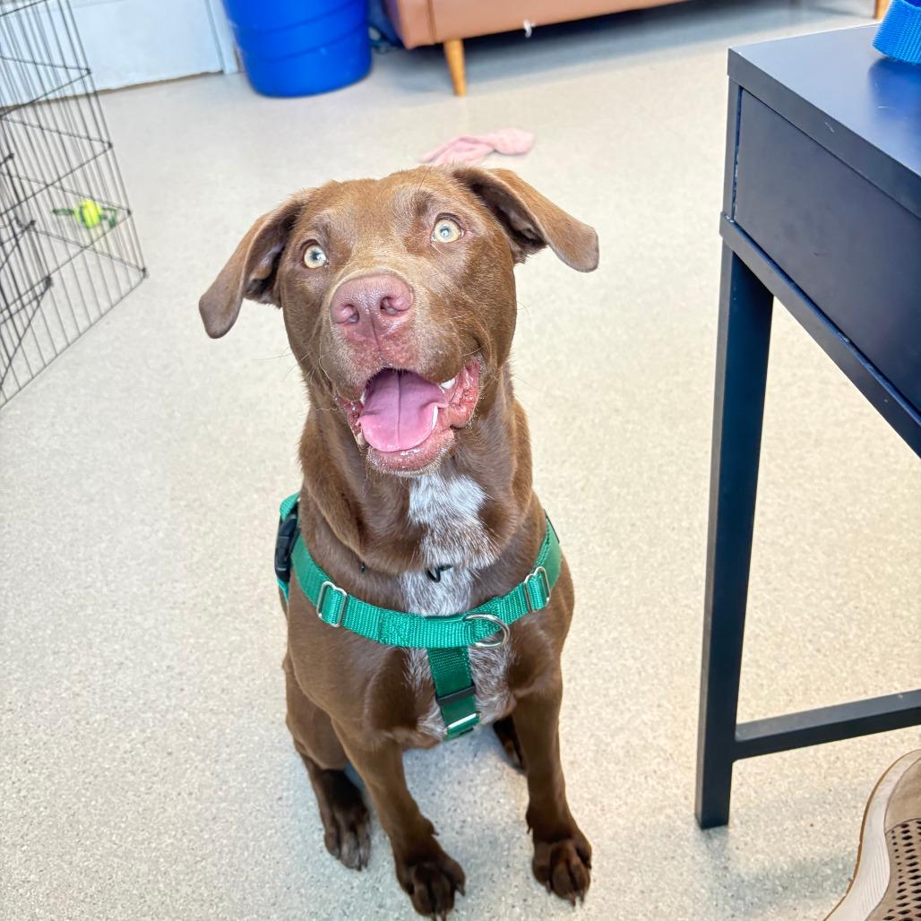Enlarge Mila, a Adoptable mixed breed in Murray, UT image 2/2