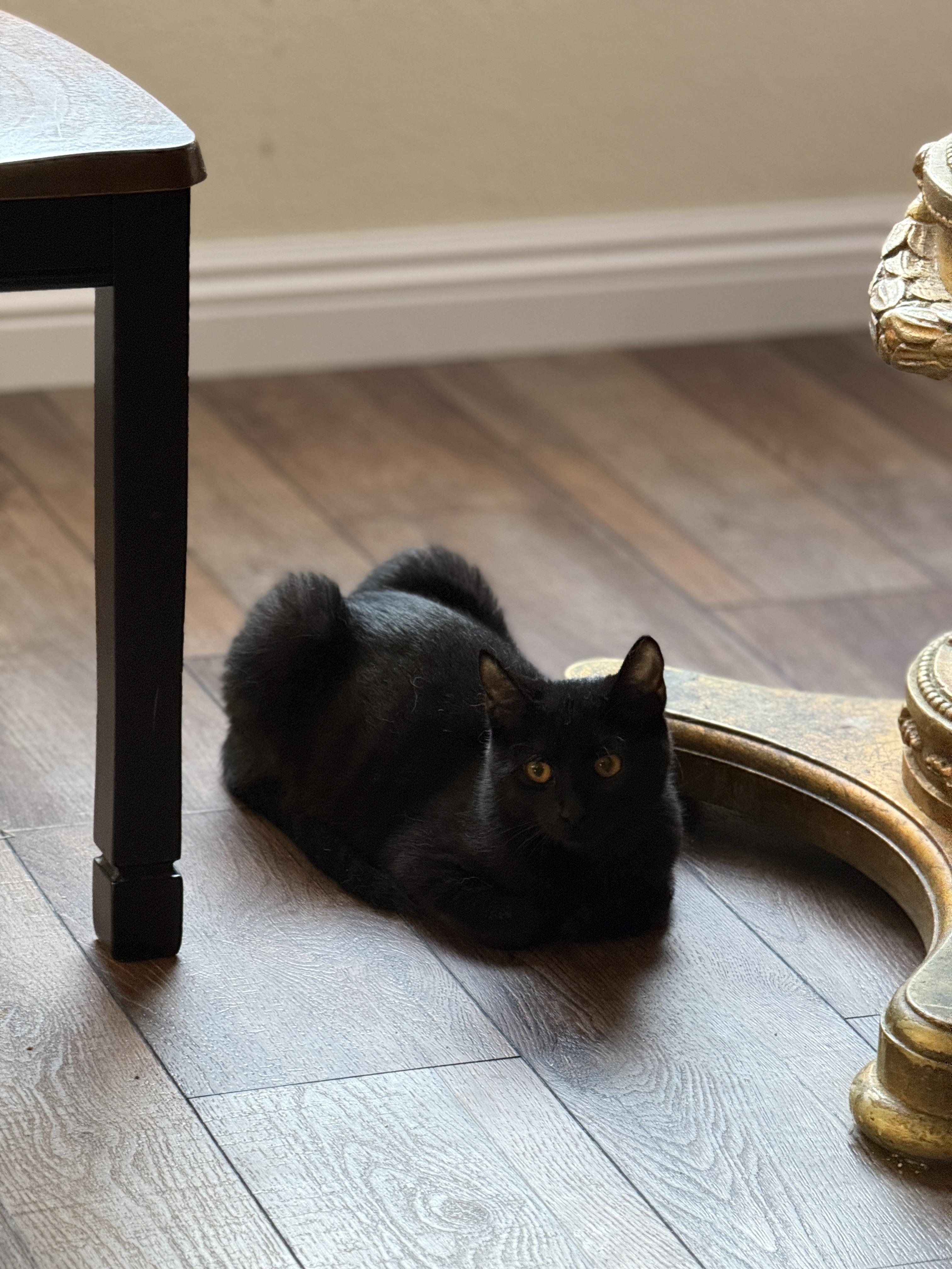 Carmello, Adoptable, Adult Male Domestic Short Hair.