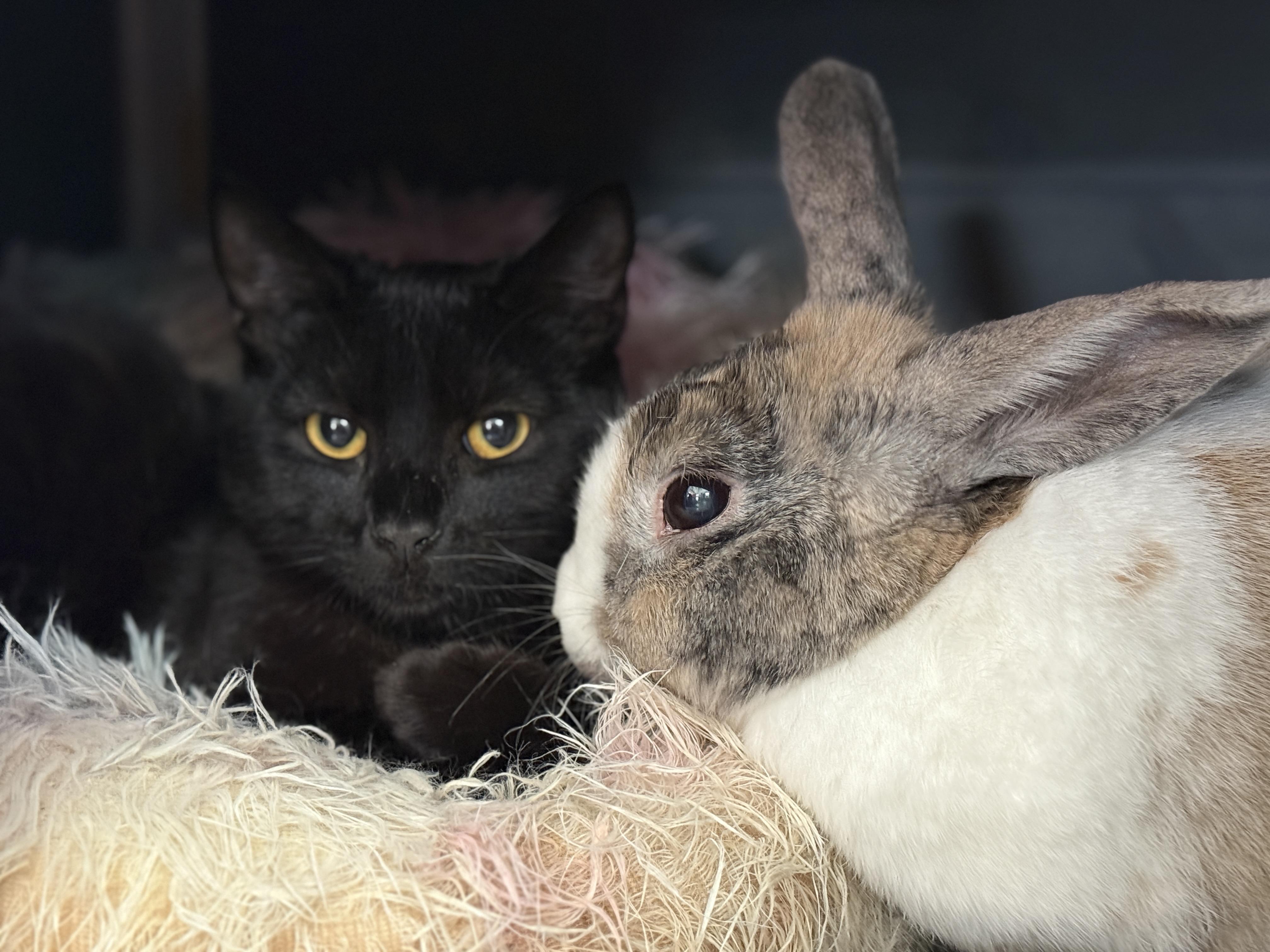 Enlarge Carmello, an adopted Domestic Short Hair in Oceanside, CA image 4/4