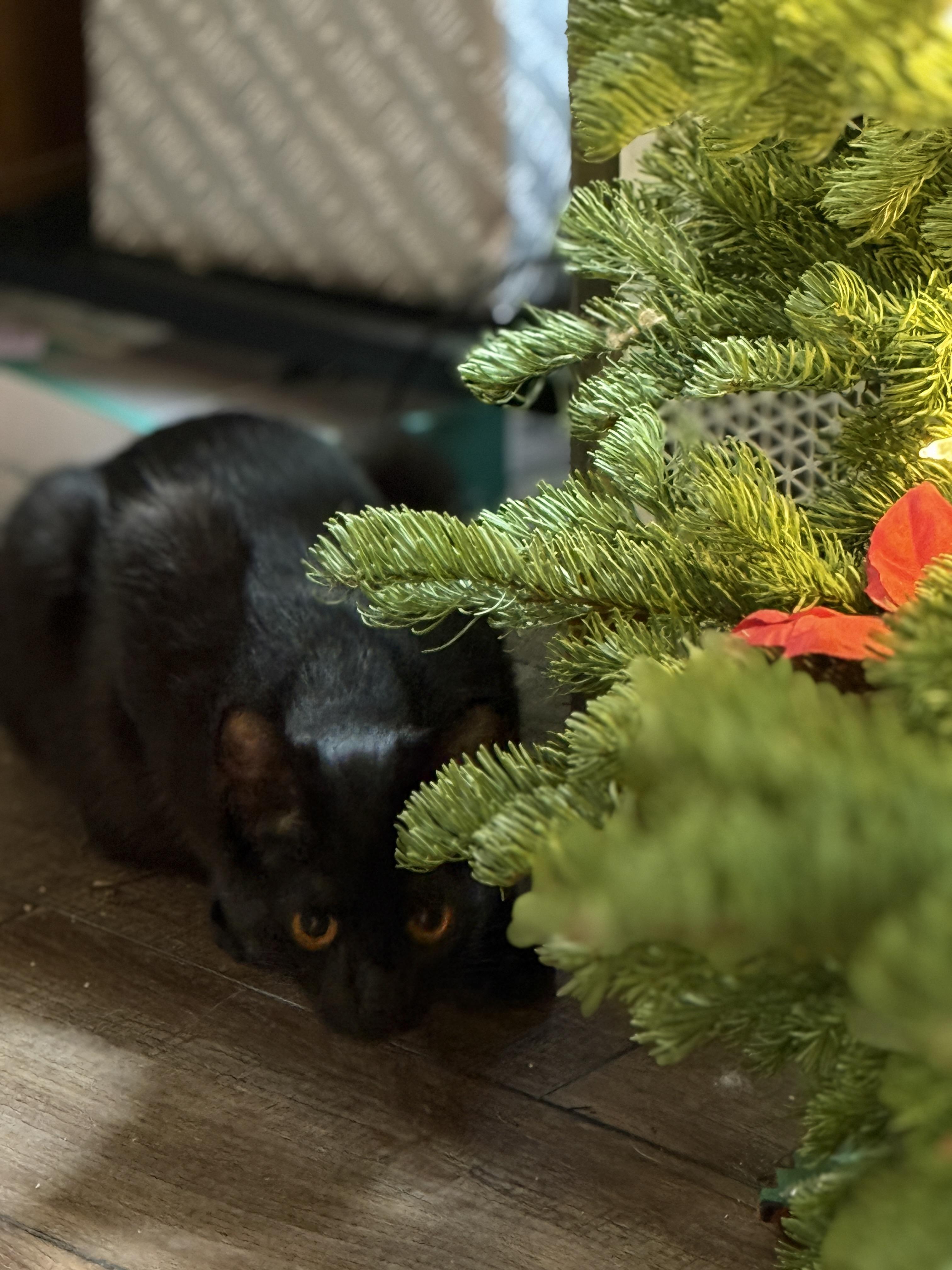 Enlarge Carmello, a Adoptable Domestic Short Hair in Oceanside, CA image 3/3