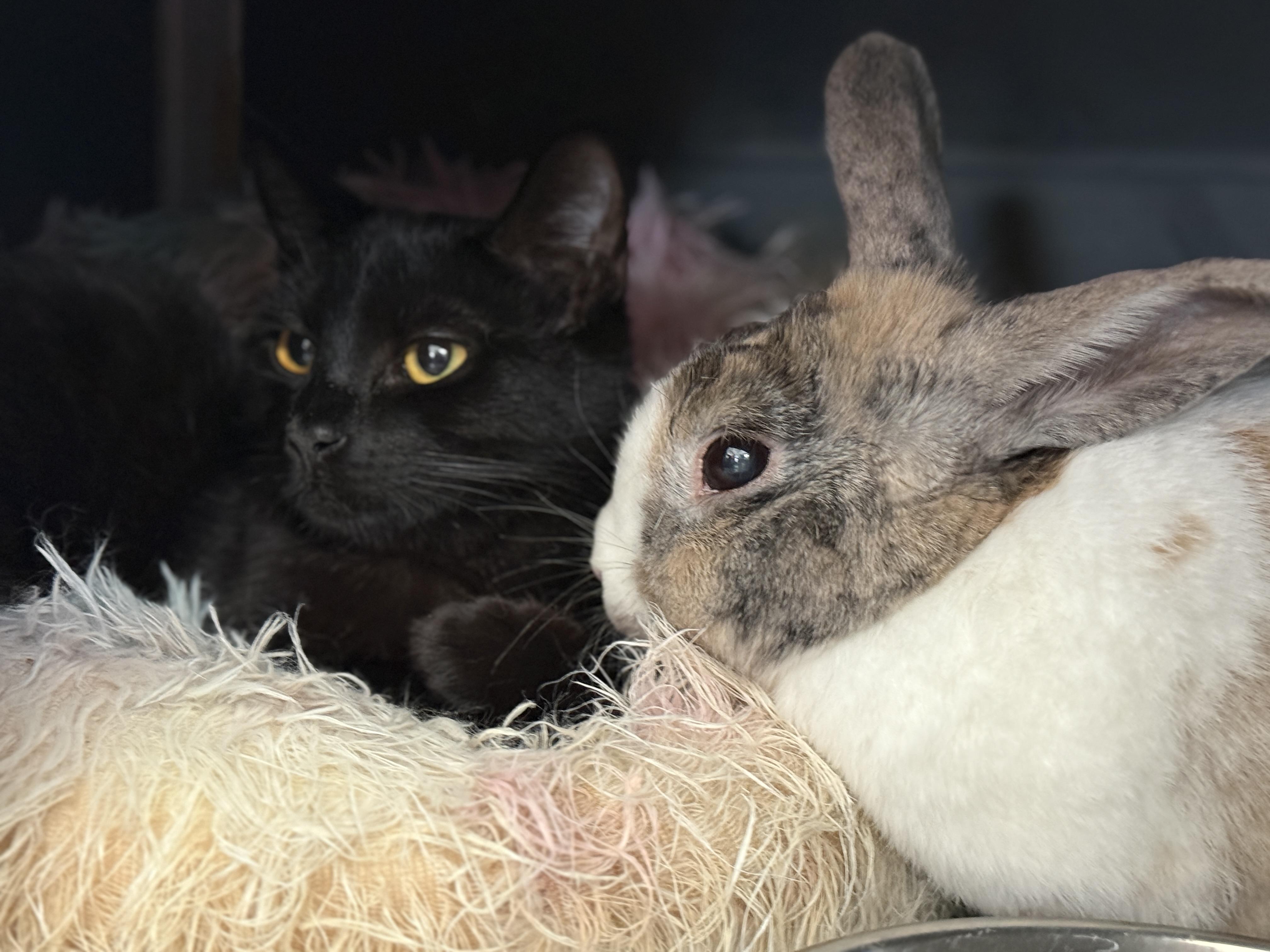 Enlarge Carmello, an adopted Domestic Short Hair in Oceanside, CA image 3/4