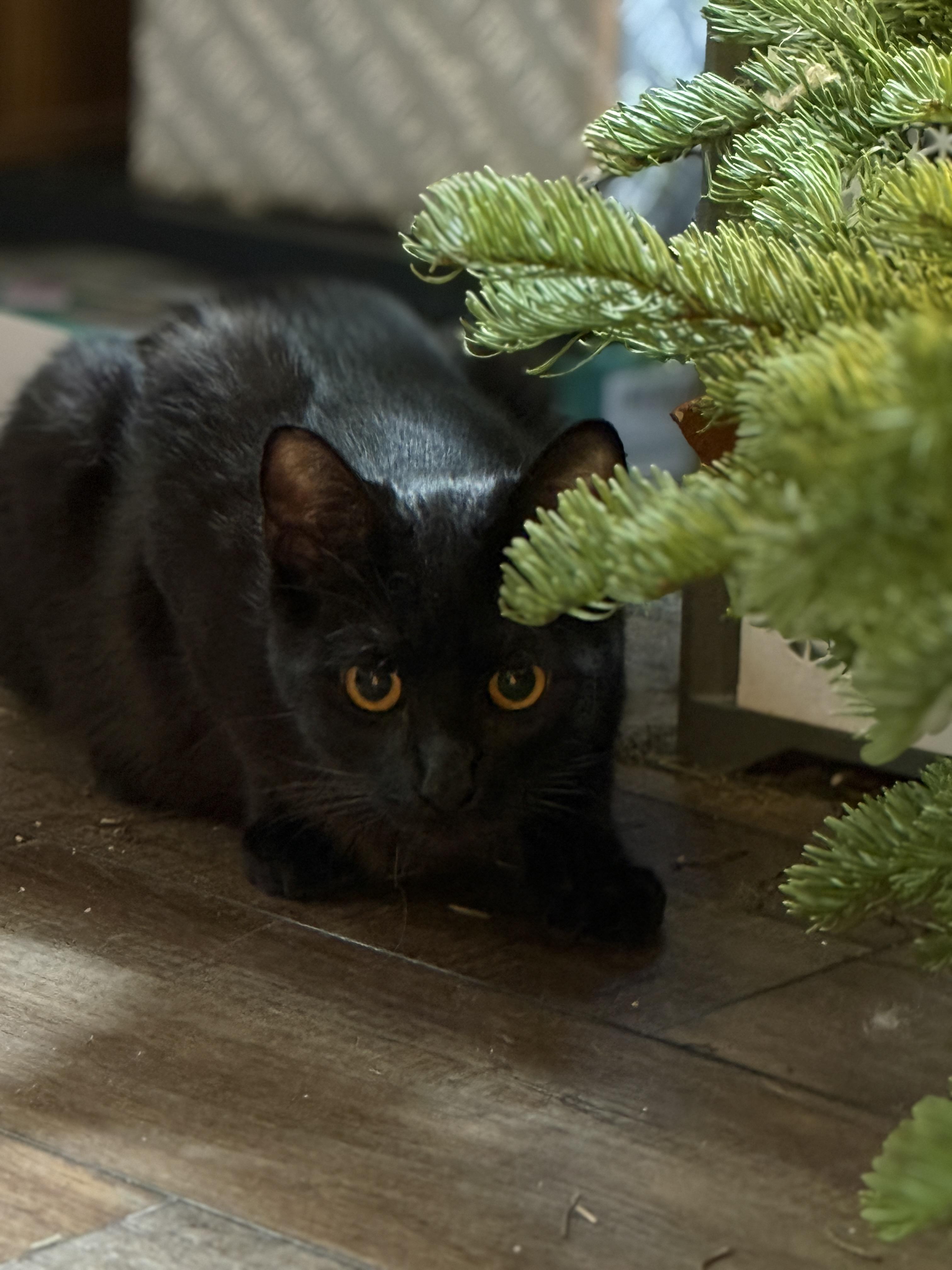 Enlarge Carmello, a Adoptable Domestic Short Hair in Oceanside, CA image 2/3