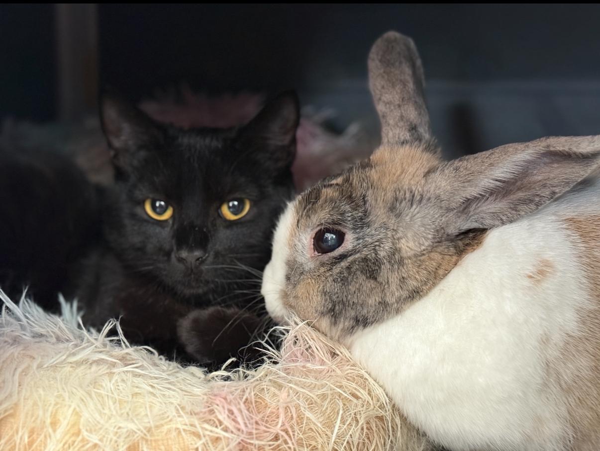 Enlarge Carmello, an adopted Domestic Short Hair in Oceanside, CA image 1/4