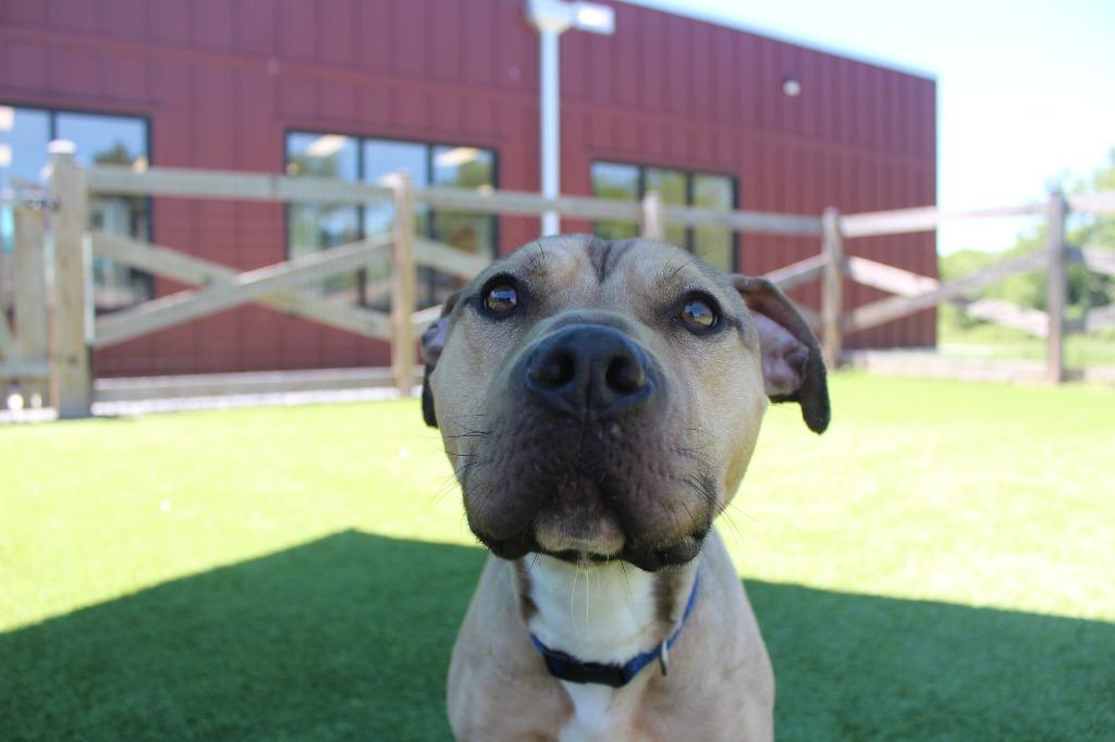 Anchor, ADOPTABLE, Adult Male Pit Bull Terrier.