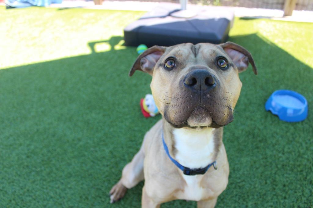 Enlarge Anchor, a ADOPTABLE Pit Bull Terrier in Chestertown, MD image 2/3
