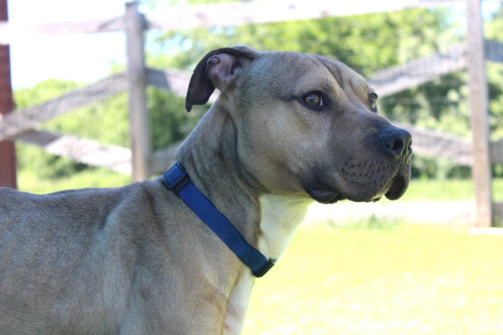 Enlarge Anchor, a ADOPTABLE Pit Bull Terrier in Chestertown, MD image 3/3