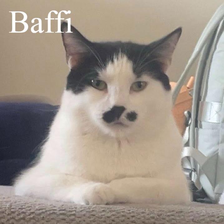 Baffi (Bonded to Chicho), ADOPTABLE, Adult Male Domestic Short Hair.