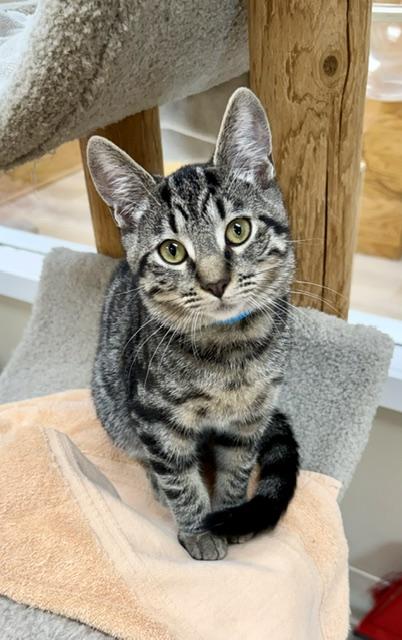 Sardine, Adoptable, Young Male Domestic Short Hair.