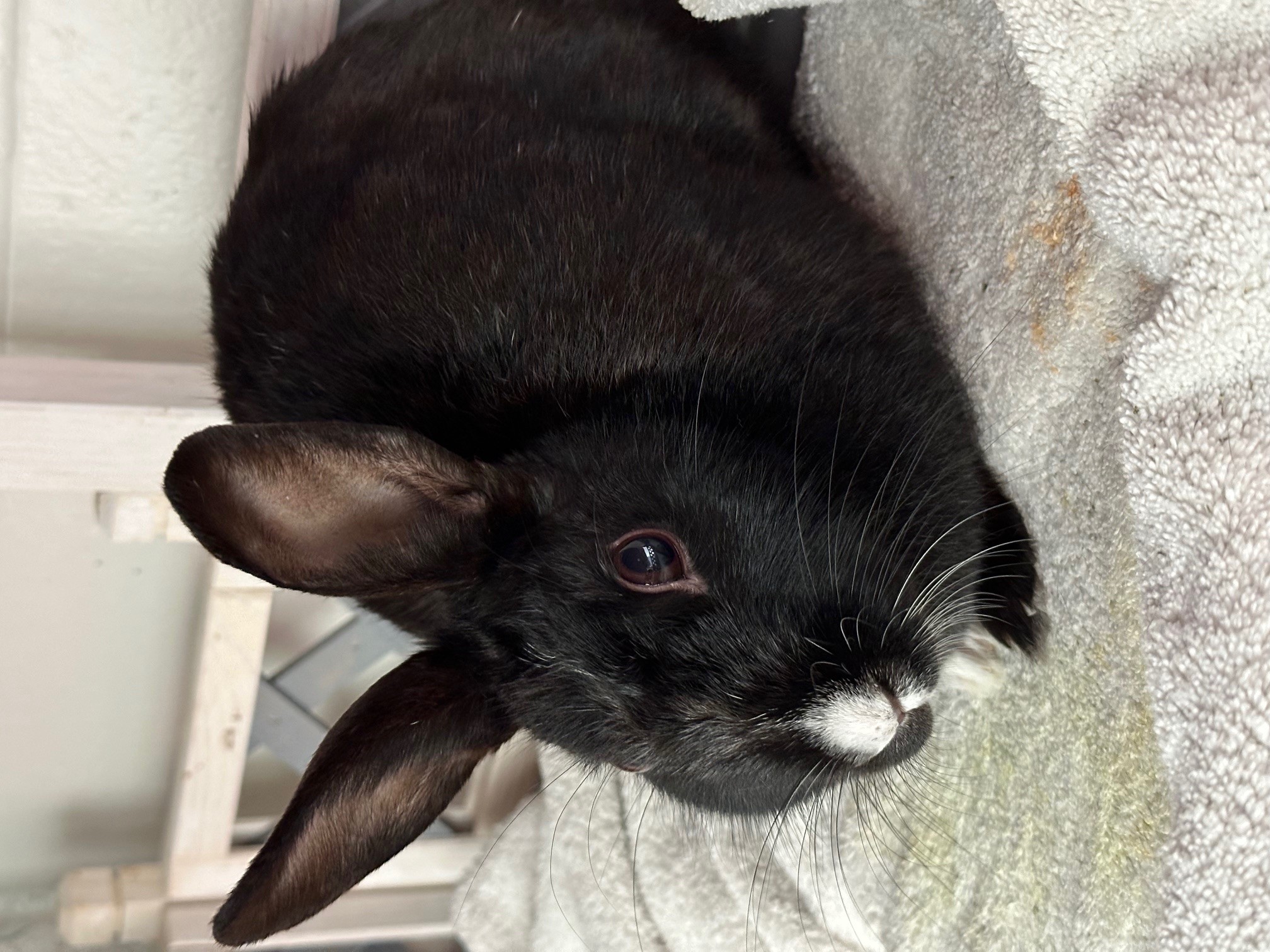May, Adoptable, Adult Female Bunny Rabbit.