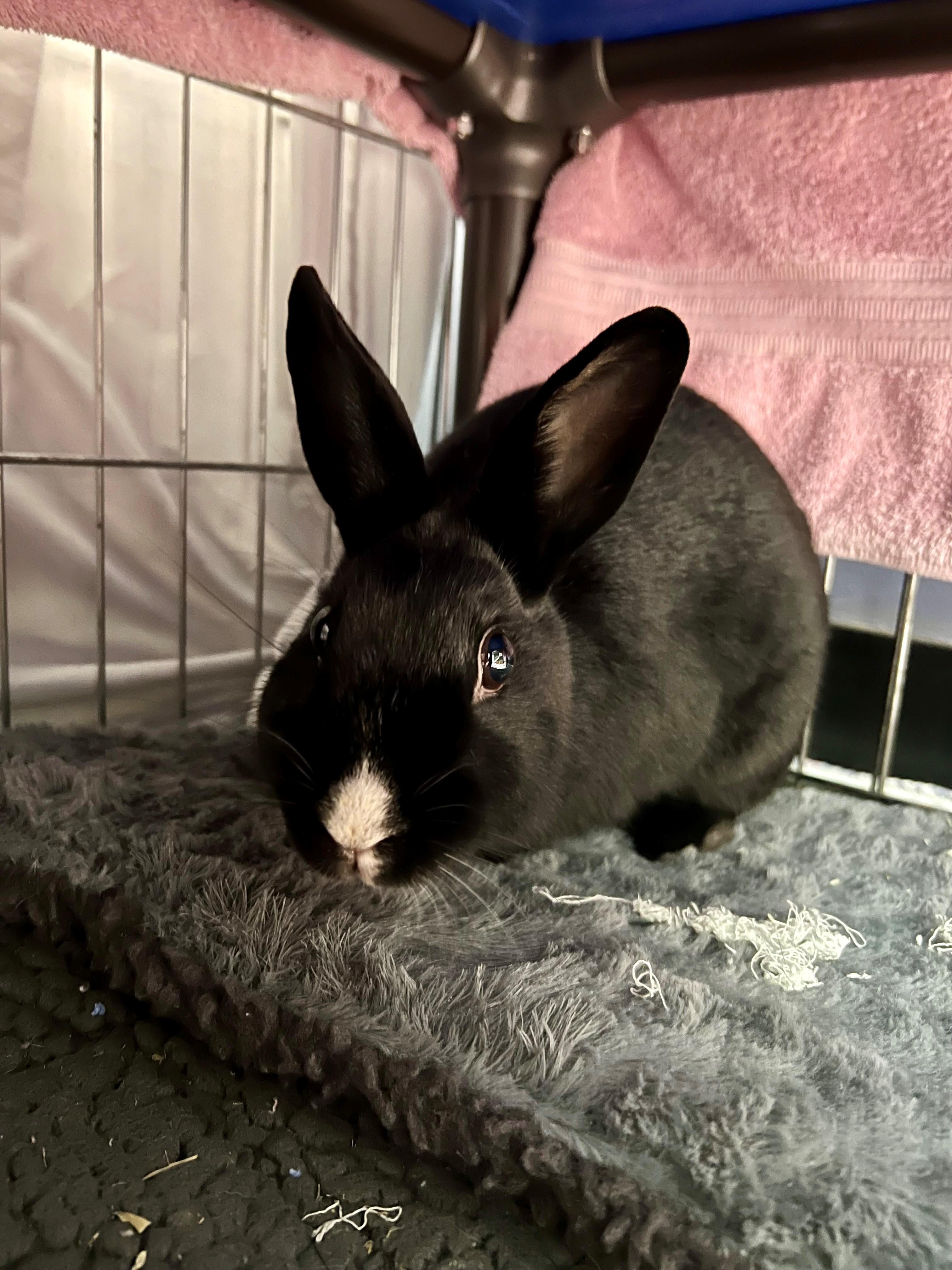 May, Adoptable, Young Female Bunny Rabbit.
