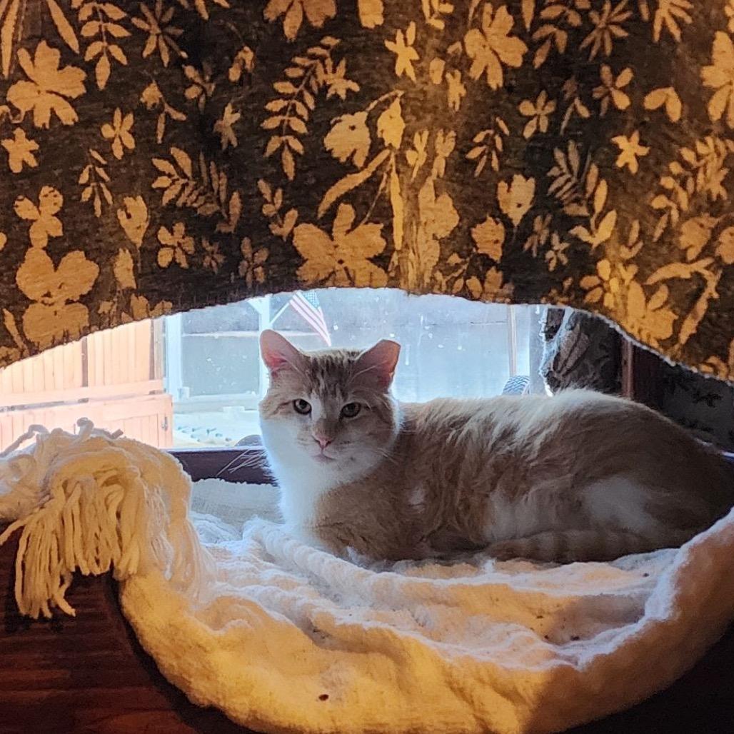 Hopper, a Adoptable Domestic Short Hair in Tupelo, MS image 1/6