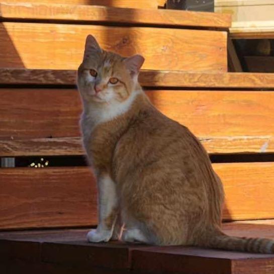 Hopper, a Adoptable Domestic Short Hair in Tupelo, MS image 2/6