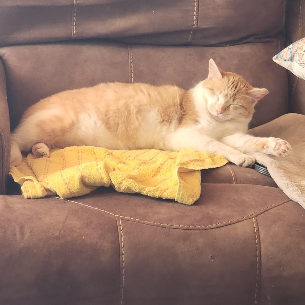 Hopper, a Adoptable Domestic Short Hair in Tupelo, MS image 3/6