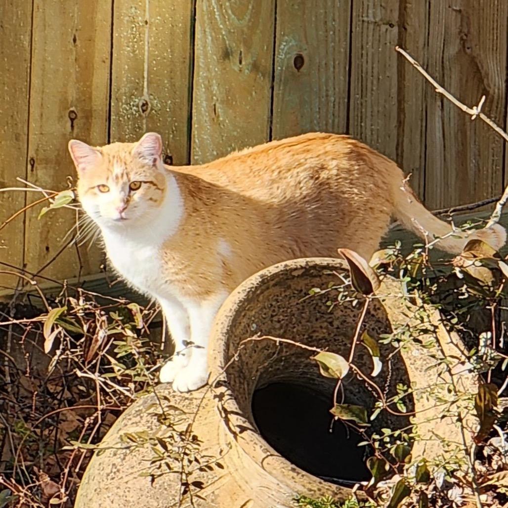 Hopper, a Adoptable Domestic Short Hair in Tupelo, MS image 4/6
