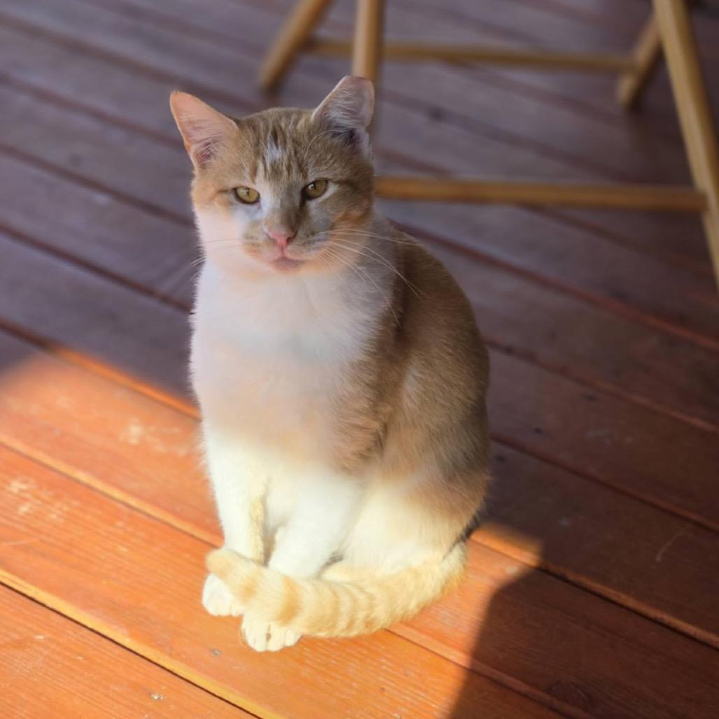 Hopper, a Adoptable Domestic Short Hair in Tupelo, MS image 5/6