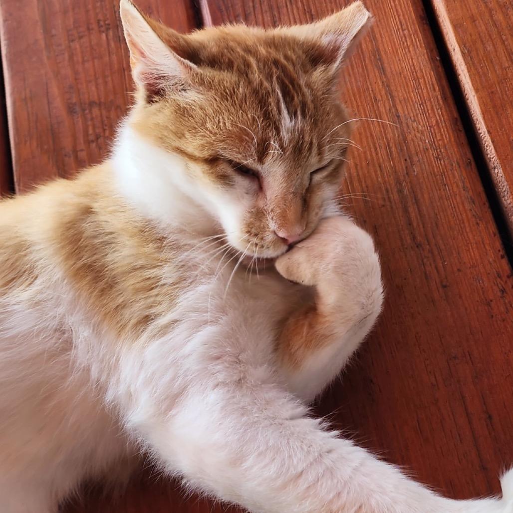 Hopper, a Adoptable Domestic Short Hair in Tupelo, MS image 6/6