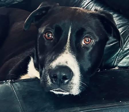 Baxter, ADOPTABLE, Adult Male Border Collie.