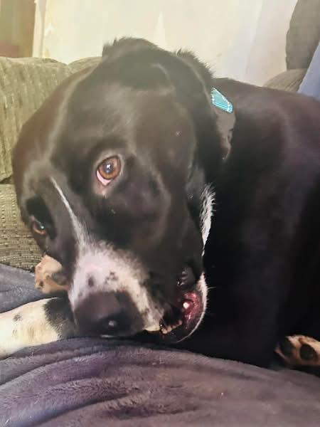 Baxter, a ADOPTABLE mixed breed in Eugene, OR image 4/4